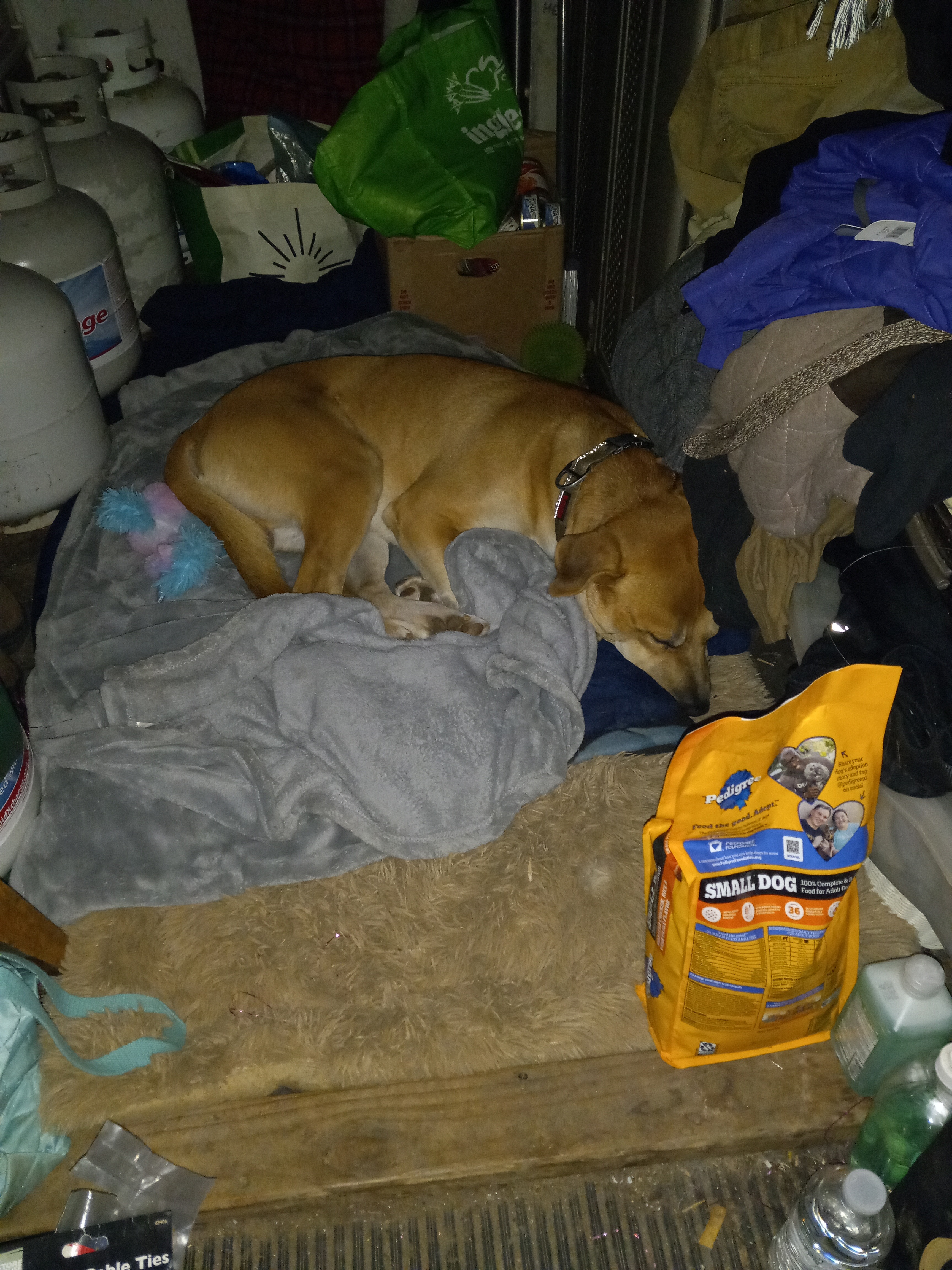 Help Brook & Sweetpea save their home on wheels after Helene campaign photo, 2 of 8
