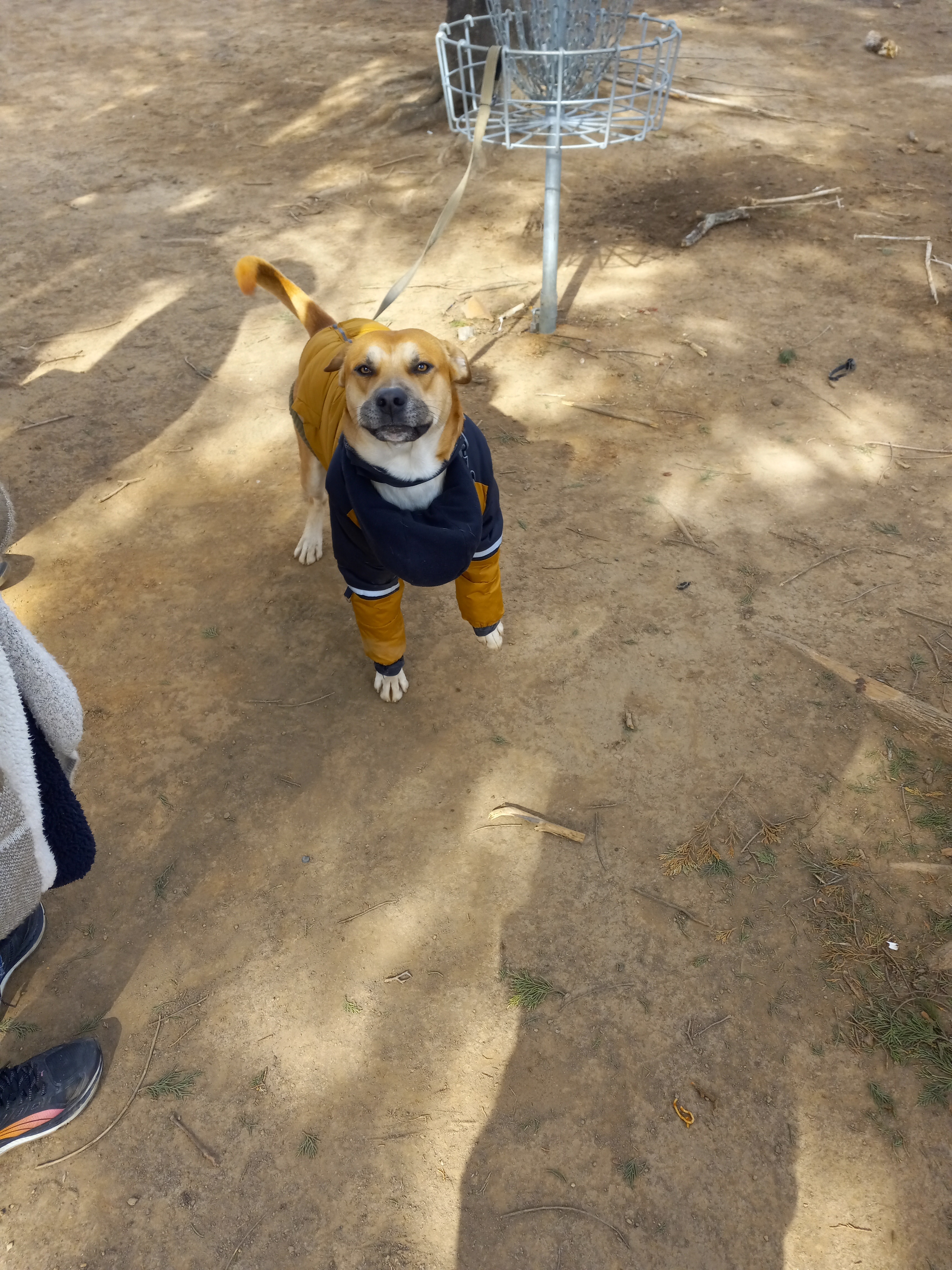 Help Brook & Sweetpea save their home on wheels after Helene campaign photo, 4 of 8