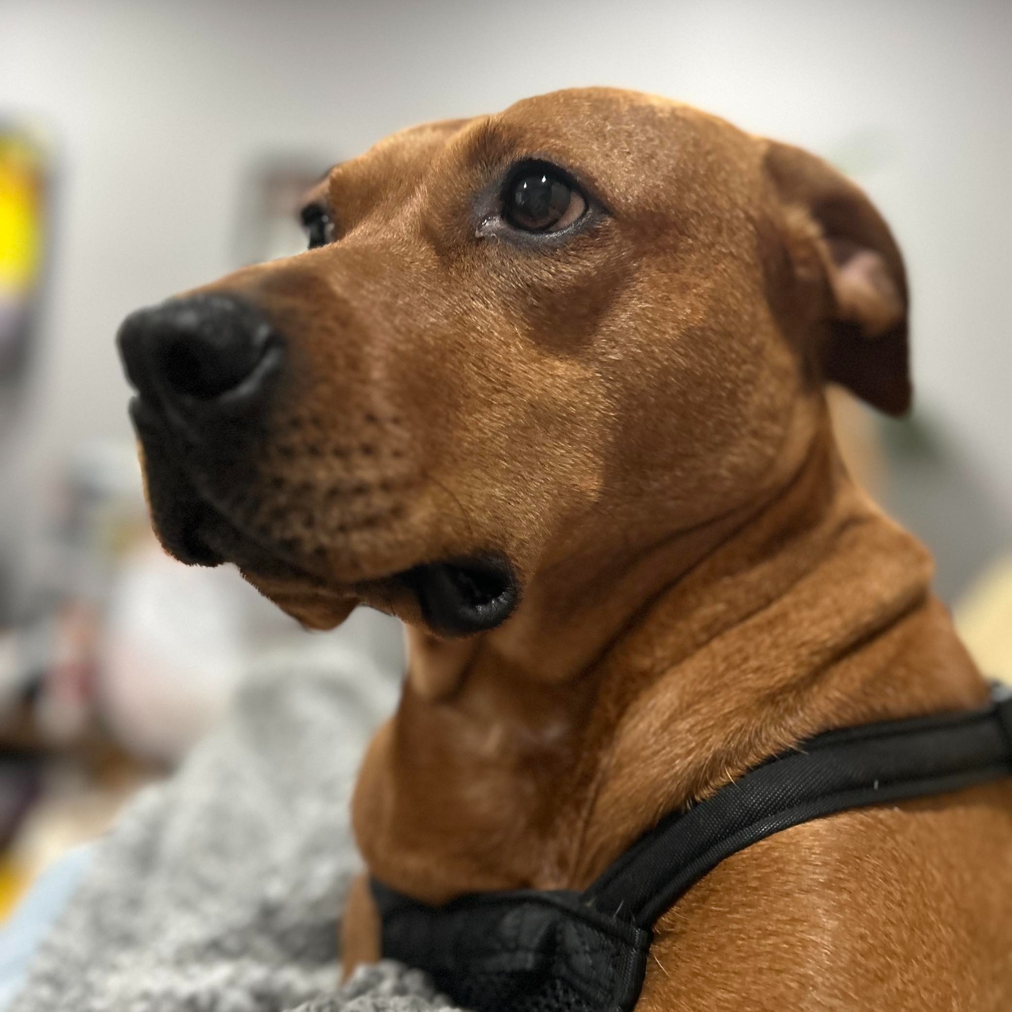 Build a Safe Haven for Jewels and Her Owner campaign photo, 2 of 4