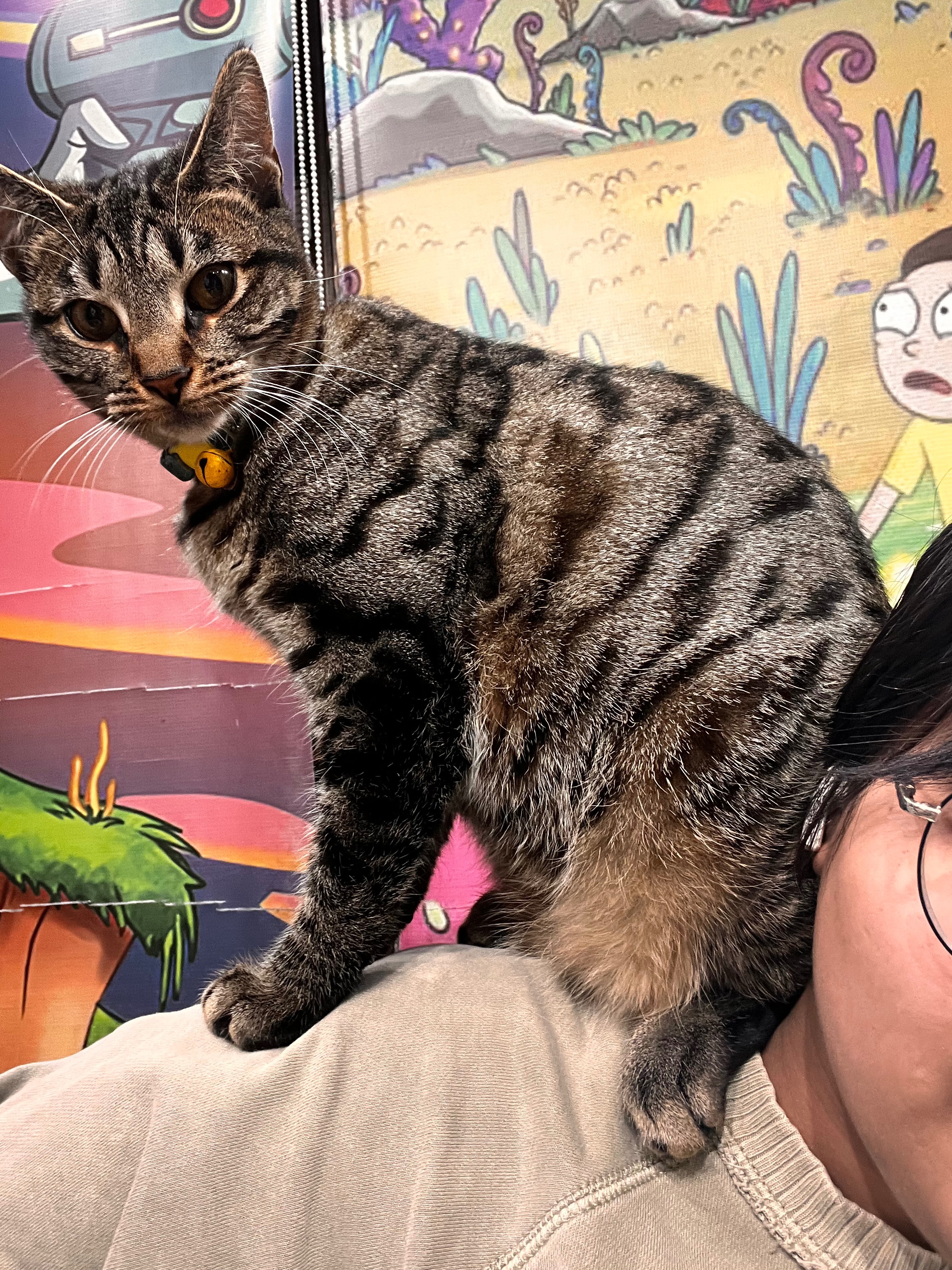 Bushwick bodega kittens need life-saving vet care campaign photo, 7 of 8