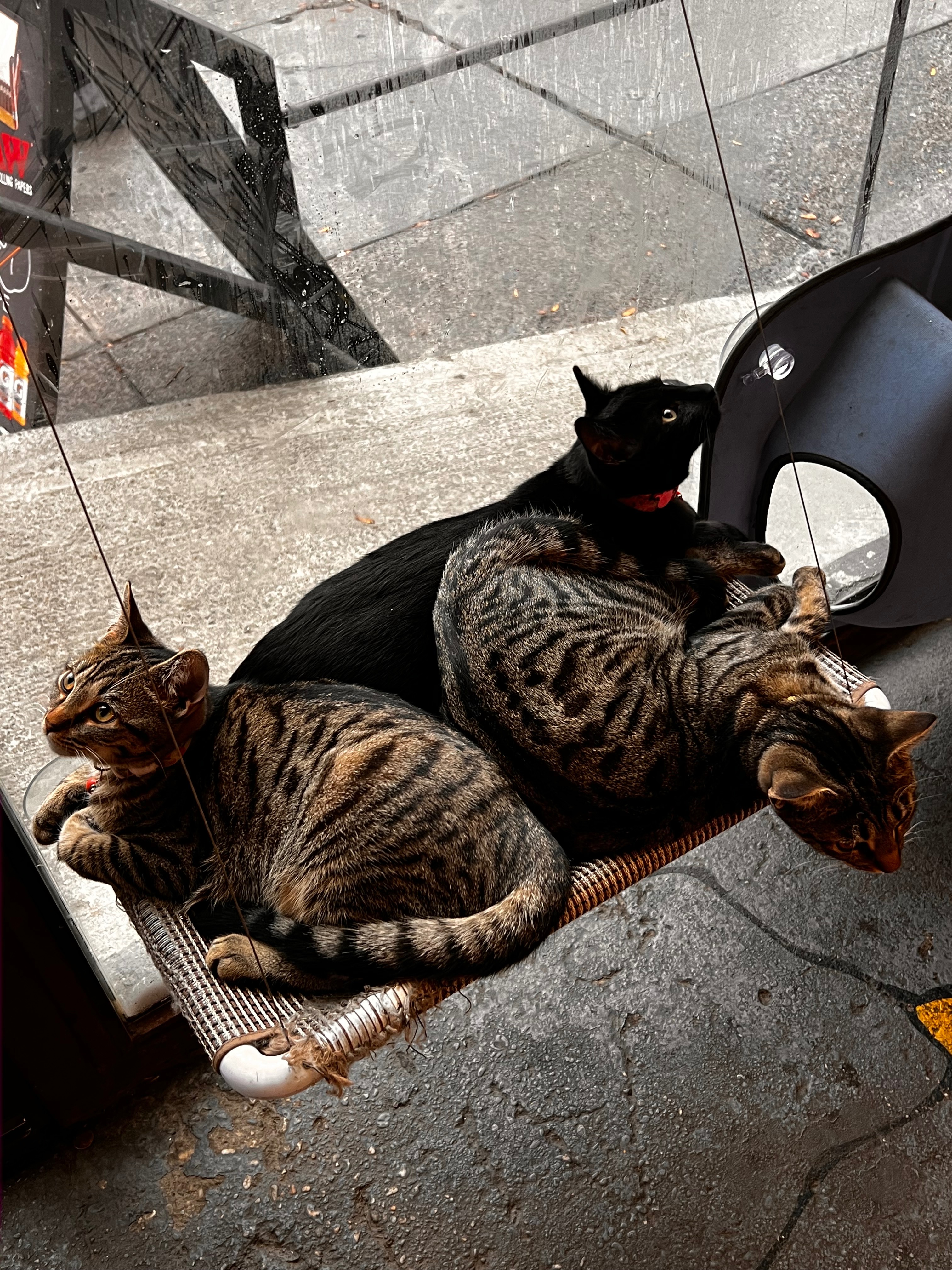 Bushwick bodega kittens need life-saving vet care campaign photo, 6 of 8