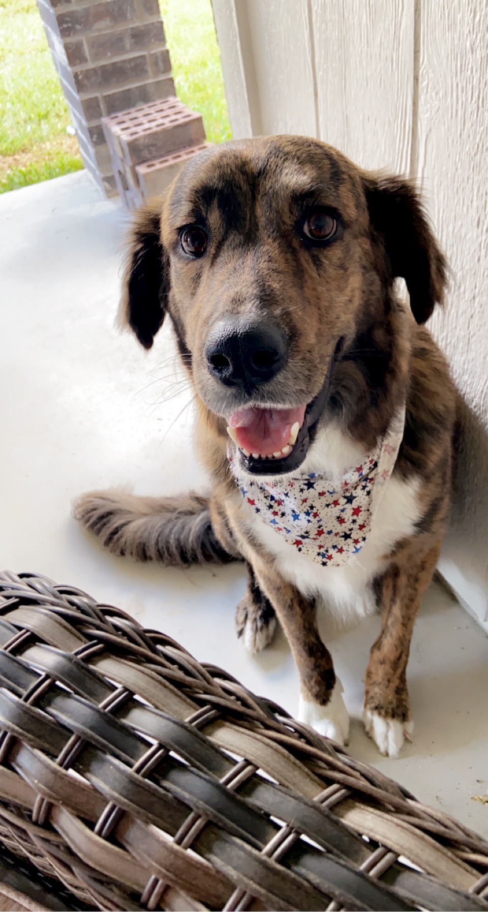 Help Rylie dog fight cancer campaign photo, 7 of 8