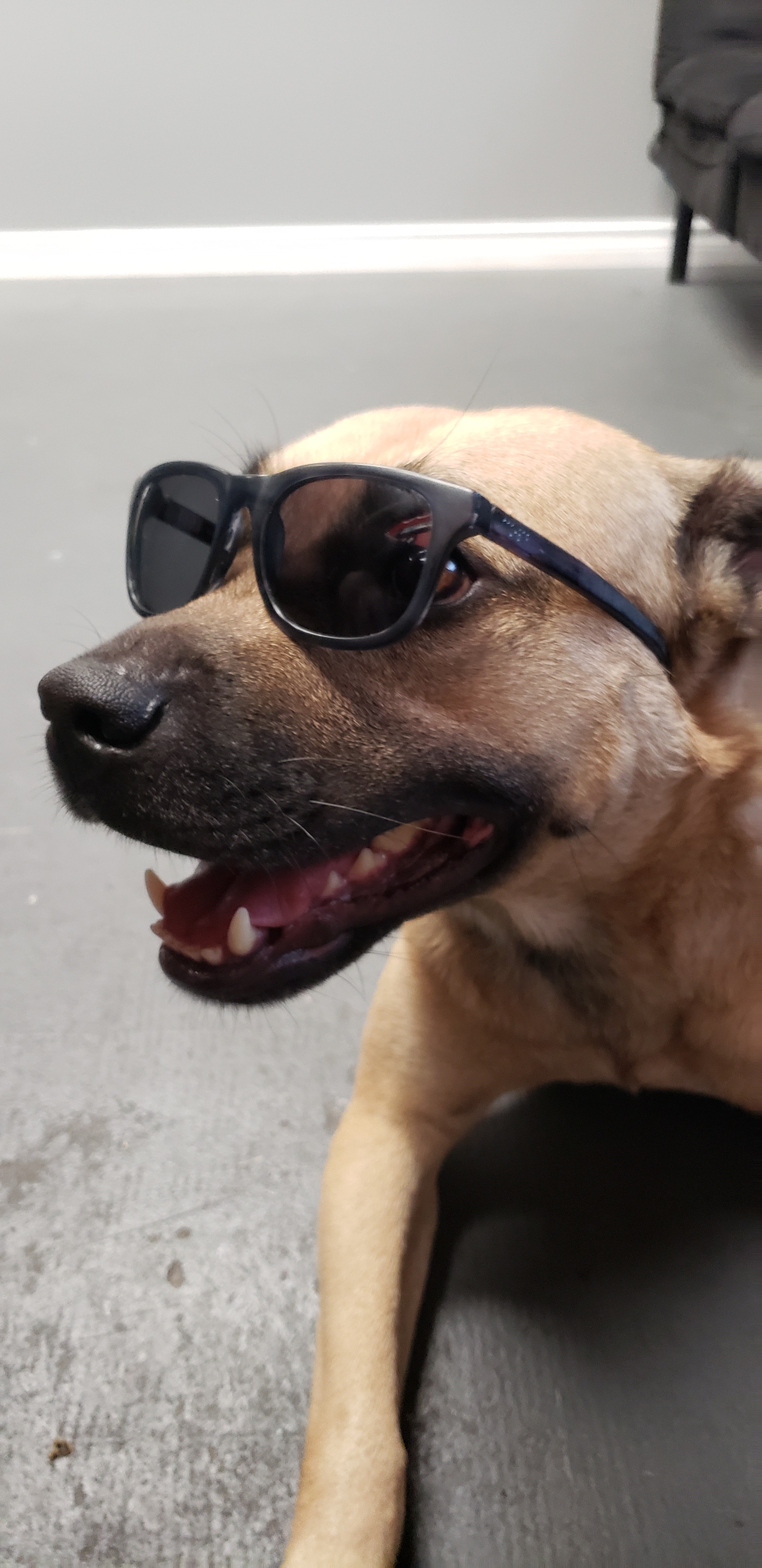 Support Brutus' Veterinary care campaign photo, 6 of 7