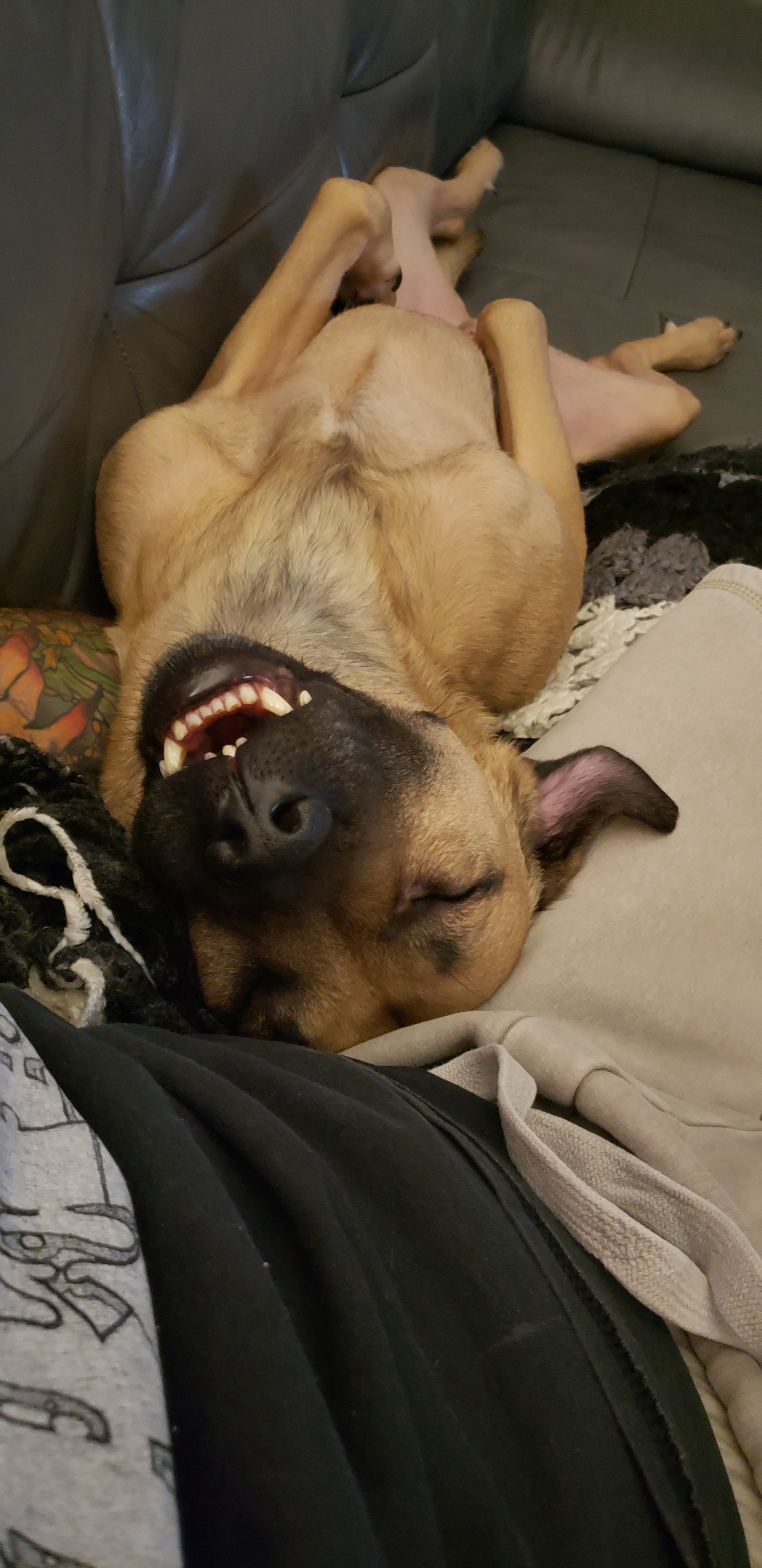 Support Brutus' Veterinary care campaign photo, 2 of 7