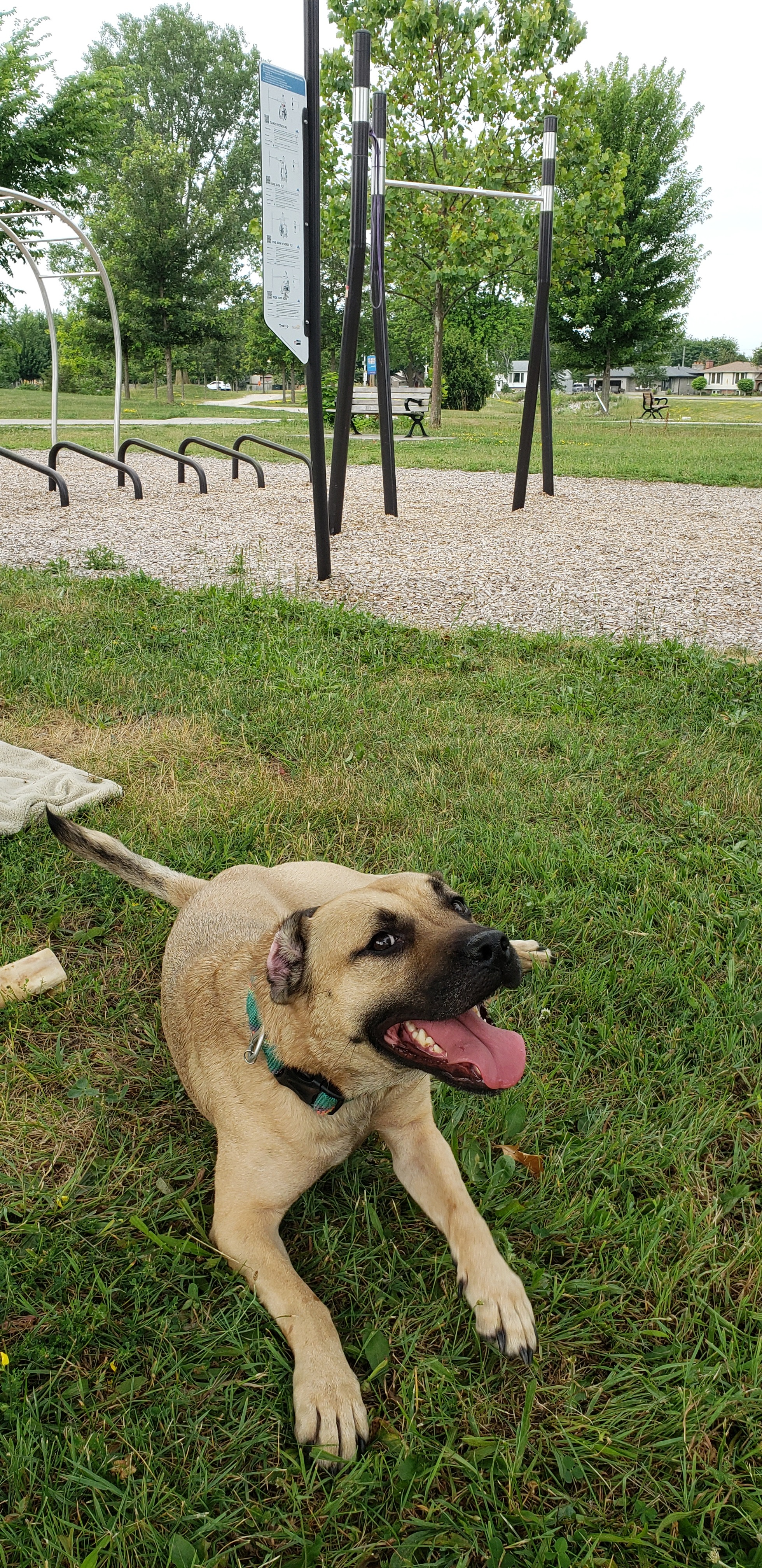 Support Brutus' Veterinary care campaign photo, 4 of 7
