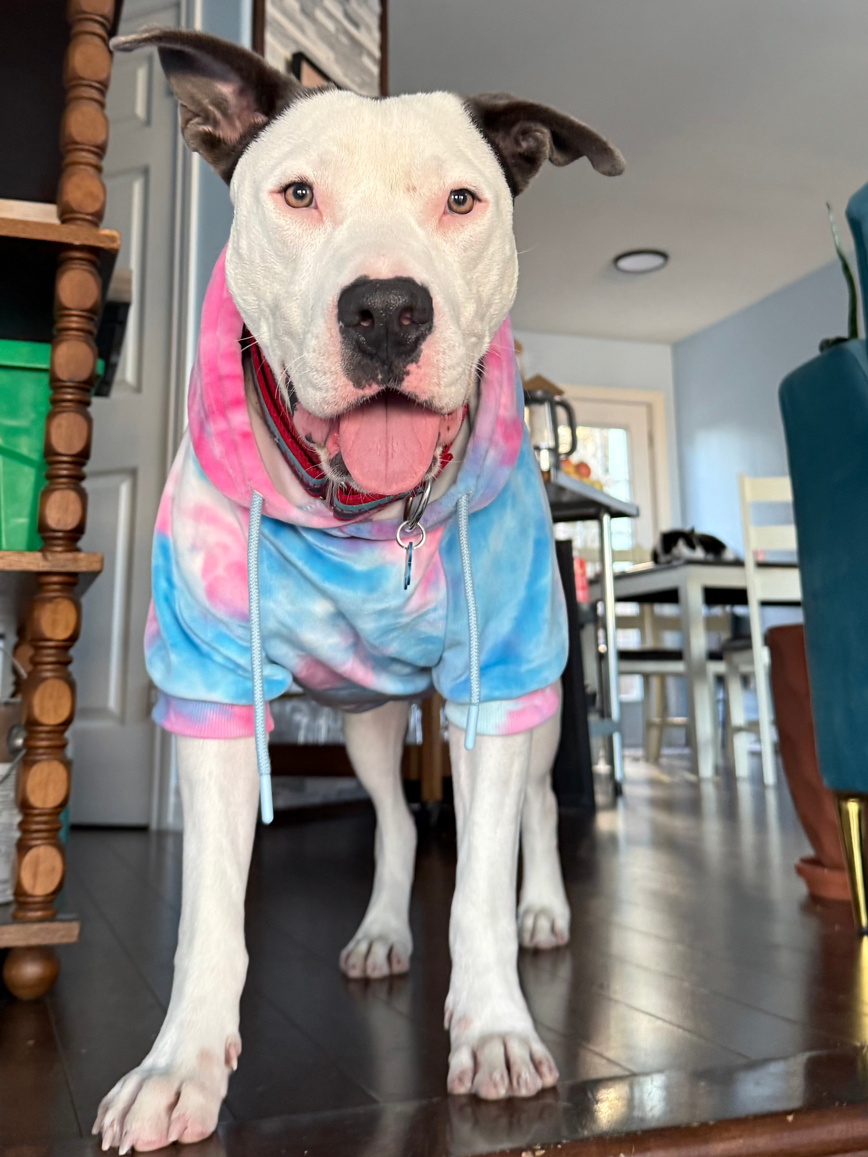 Hugo’s Heartworm Healing campaign photo, 6 of 7