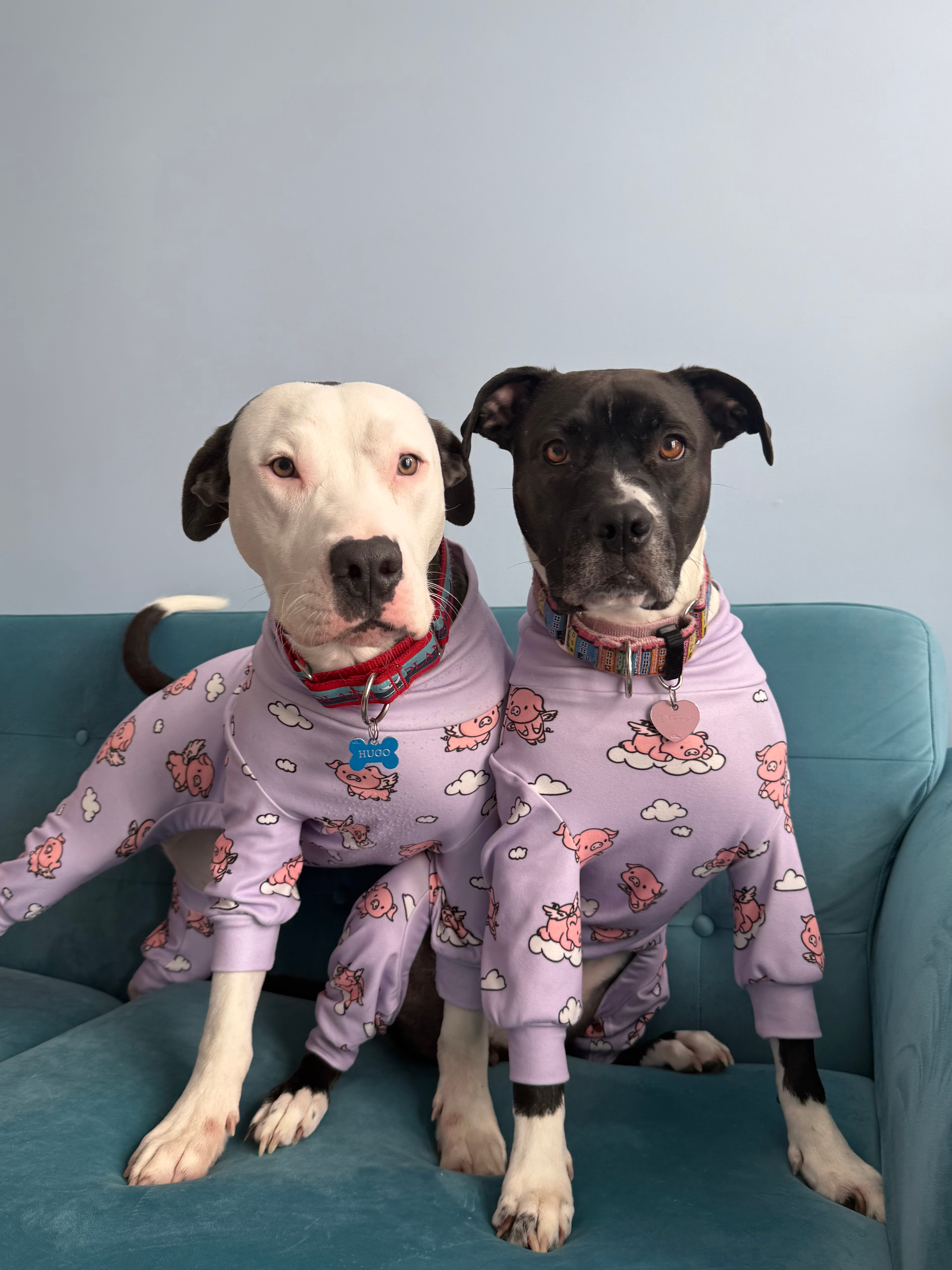 Hugo’s Heartworm Healing campaign photo, 4 of 7