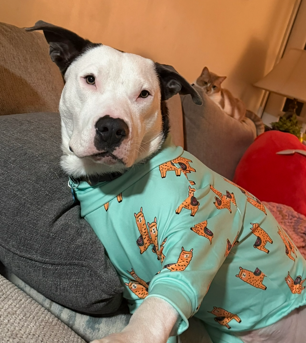 Hugo’s Heartworm Healing campaign photo, 5 of 7
