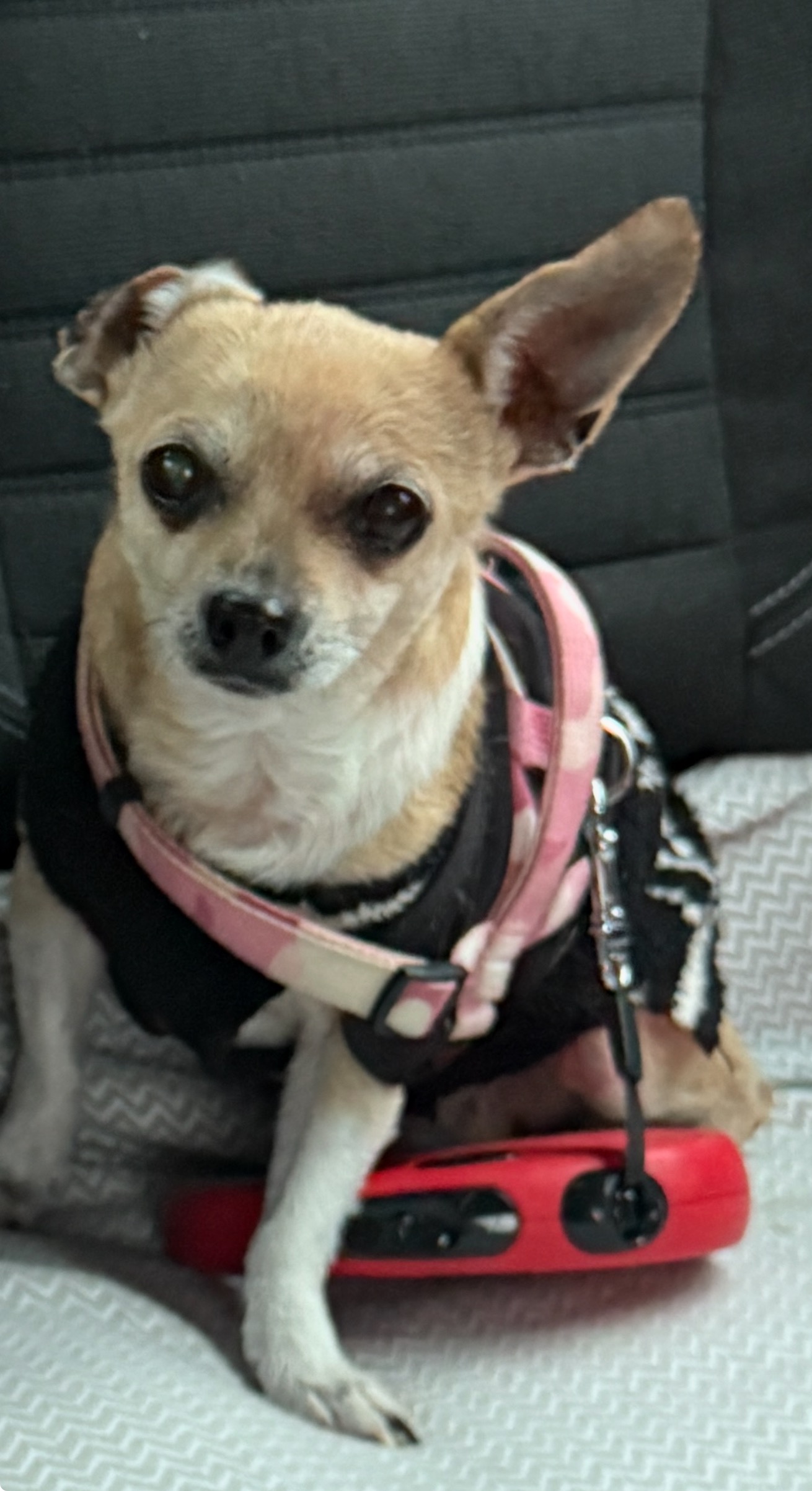 Help Lolli Get the Urgent Care She Needs campaign photo, 2 of 5