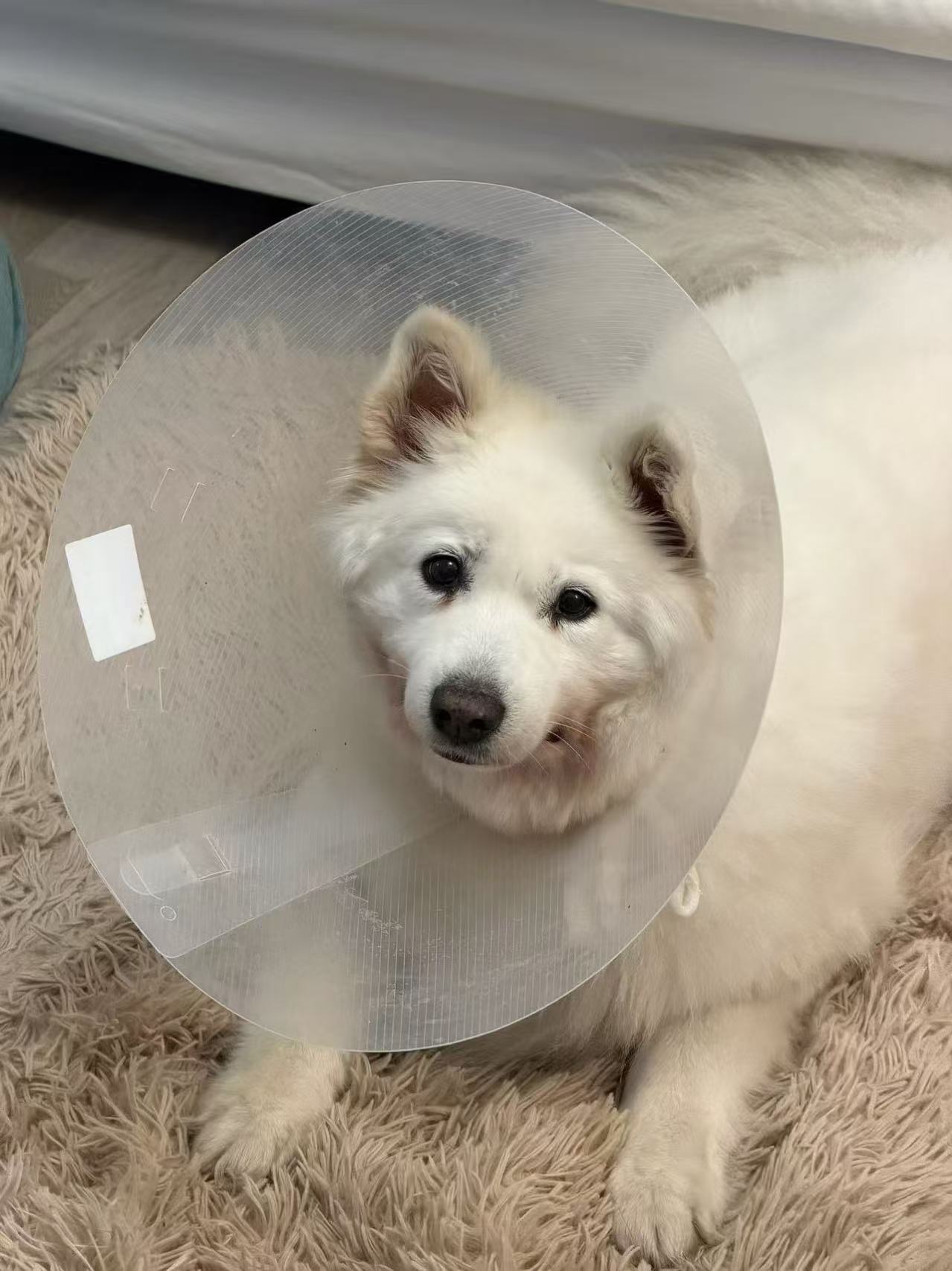 Help Whitey fight Cancer and Live the Life She Deserves!!! campaign photo, 5 of 8