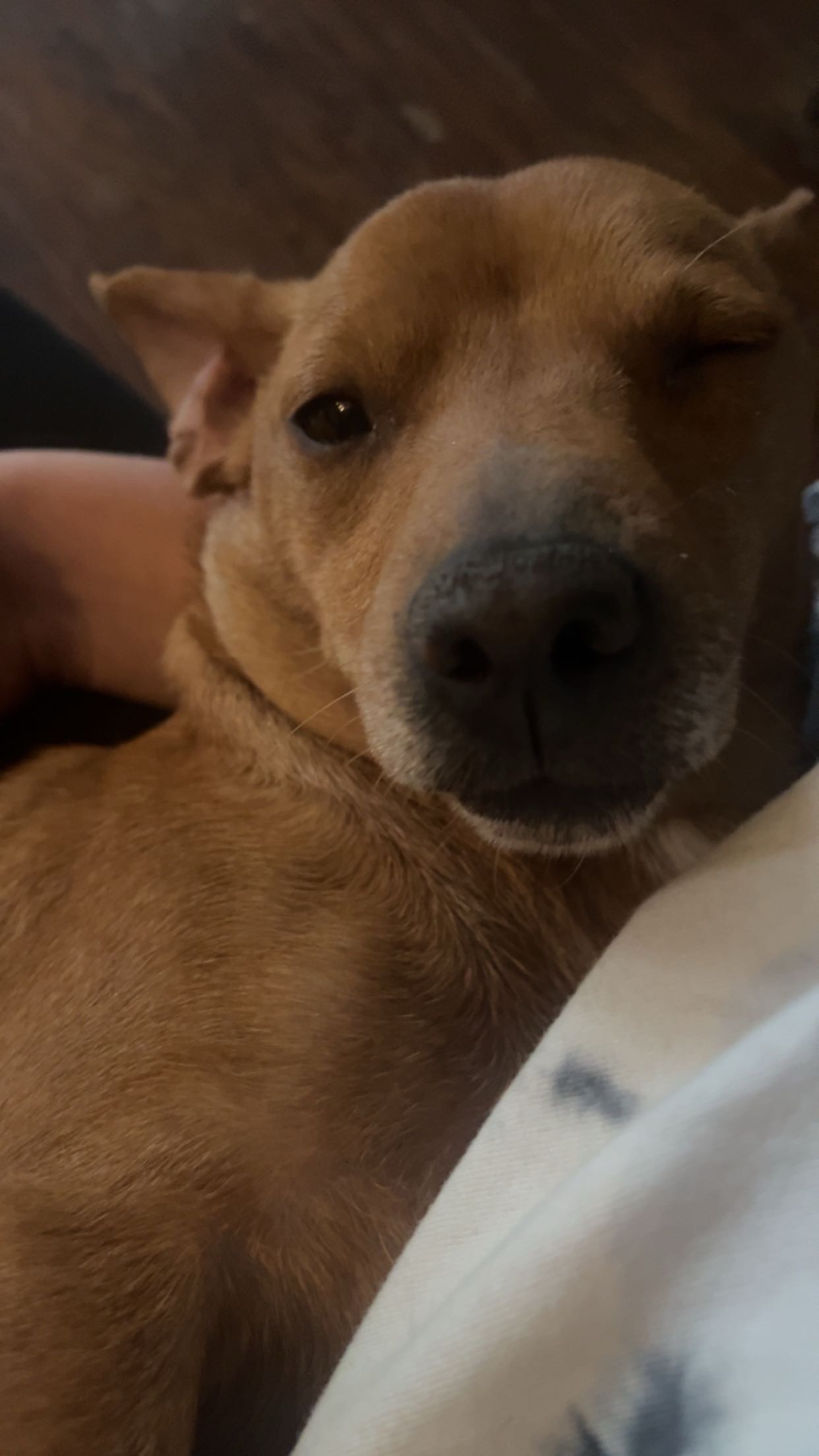 Help Biscuit Walk Again: Emergency Surgery campaign photo, 2 of 4