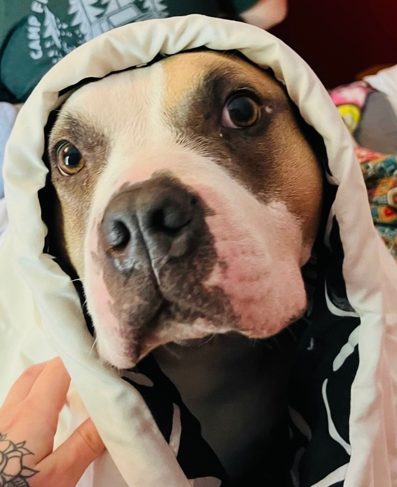 Please help a wonderful vet tech with her own sick Bella campaign photo, 2 of 4
