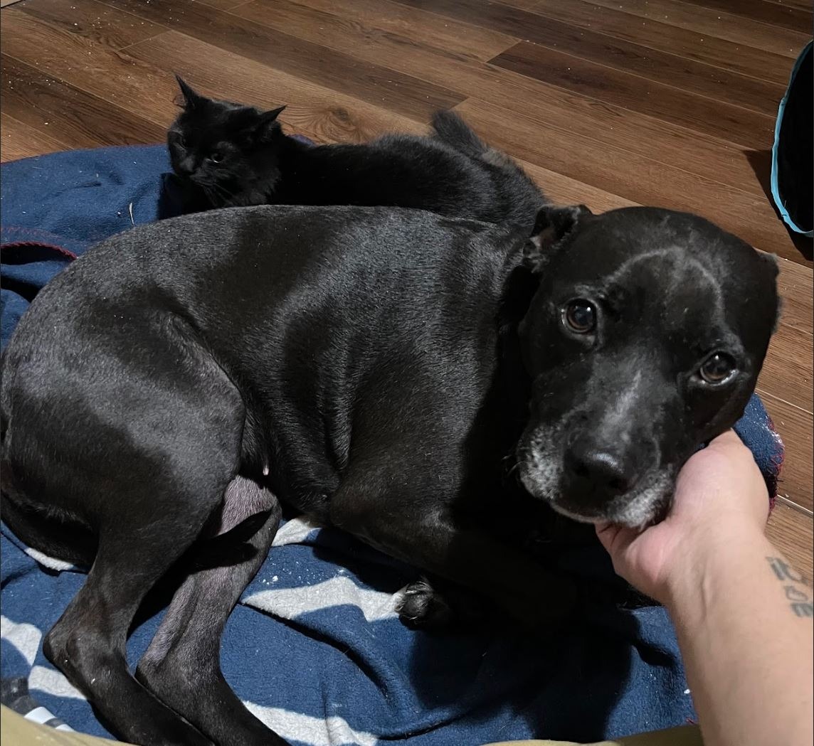 Save Carter and His Pets from Homelessness campaign photo, 4 of 6