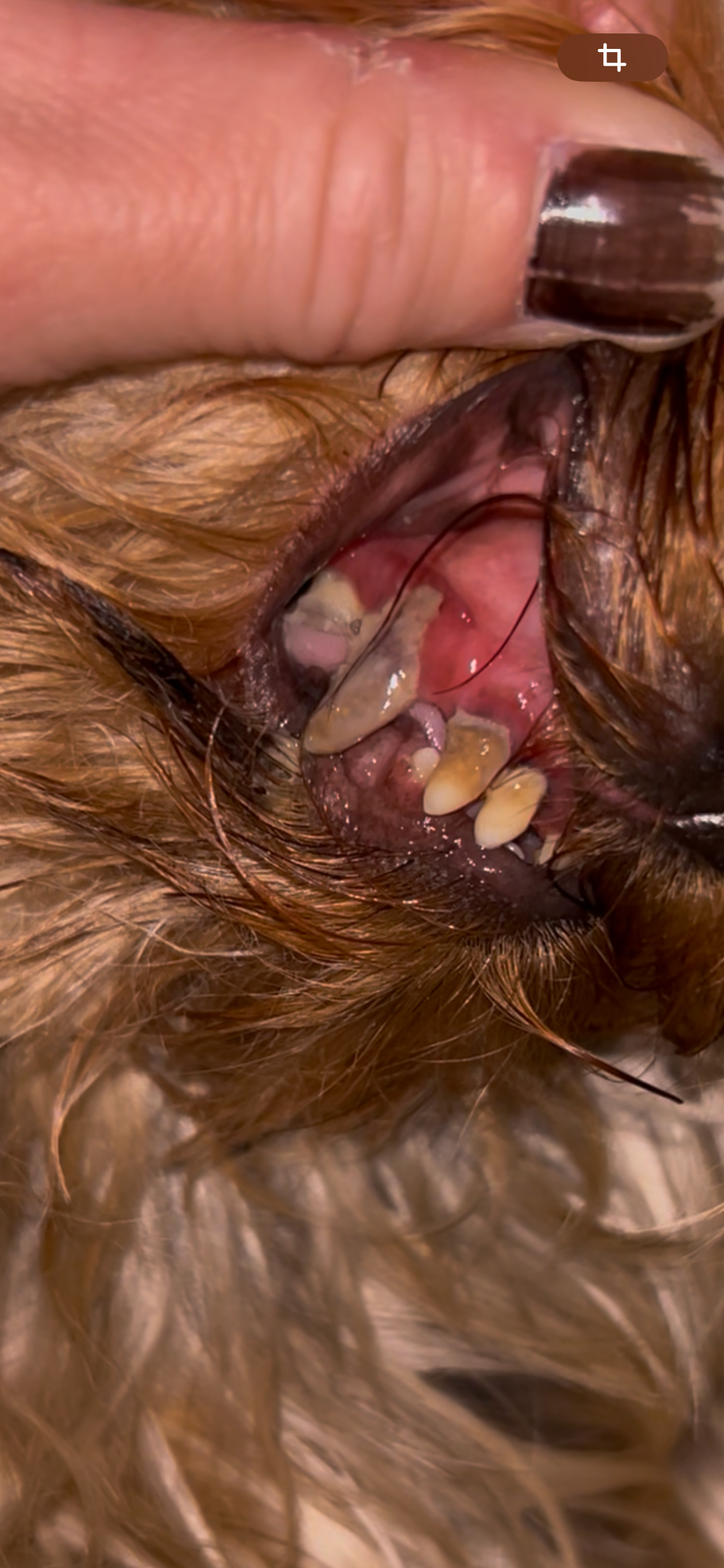 Dentisterie d’urgence campaign photo, 6 of 7