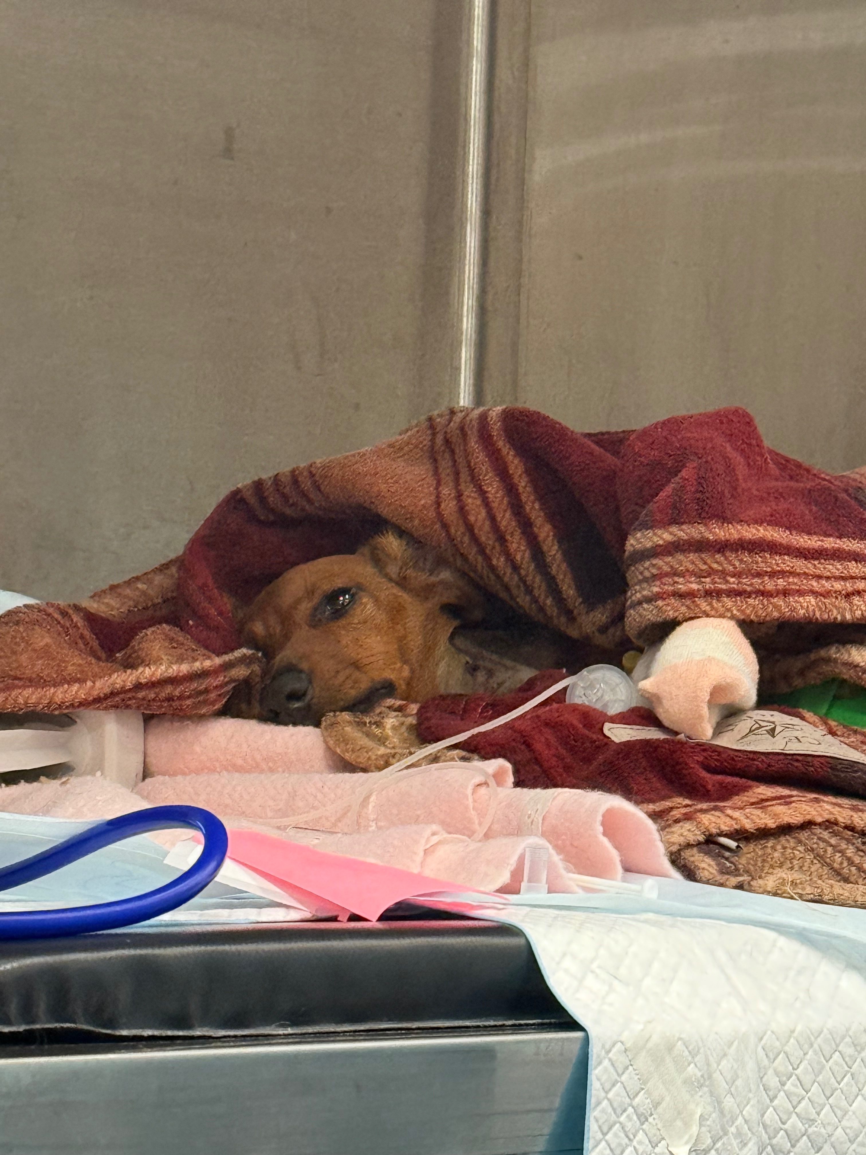 Donate to Save Louie: Urgent Medical Help campaign photo, 4 of 5