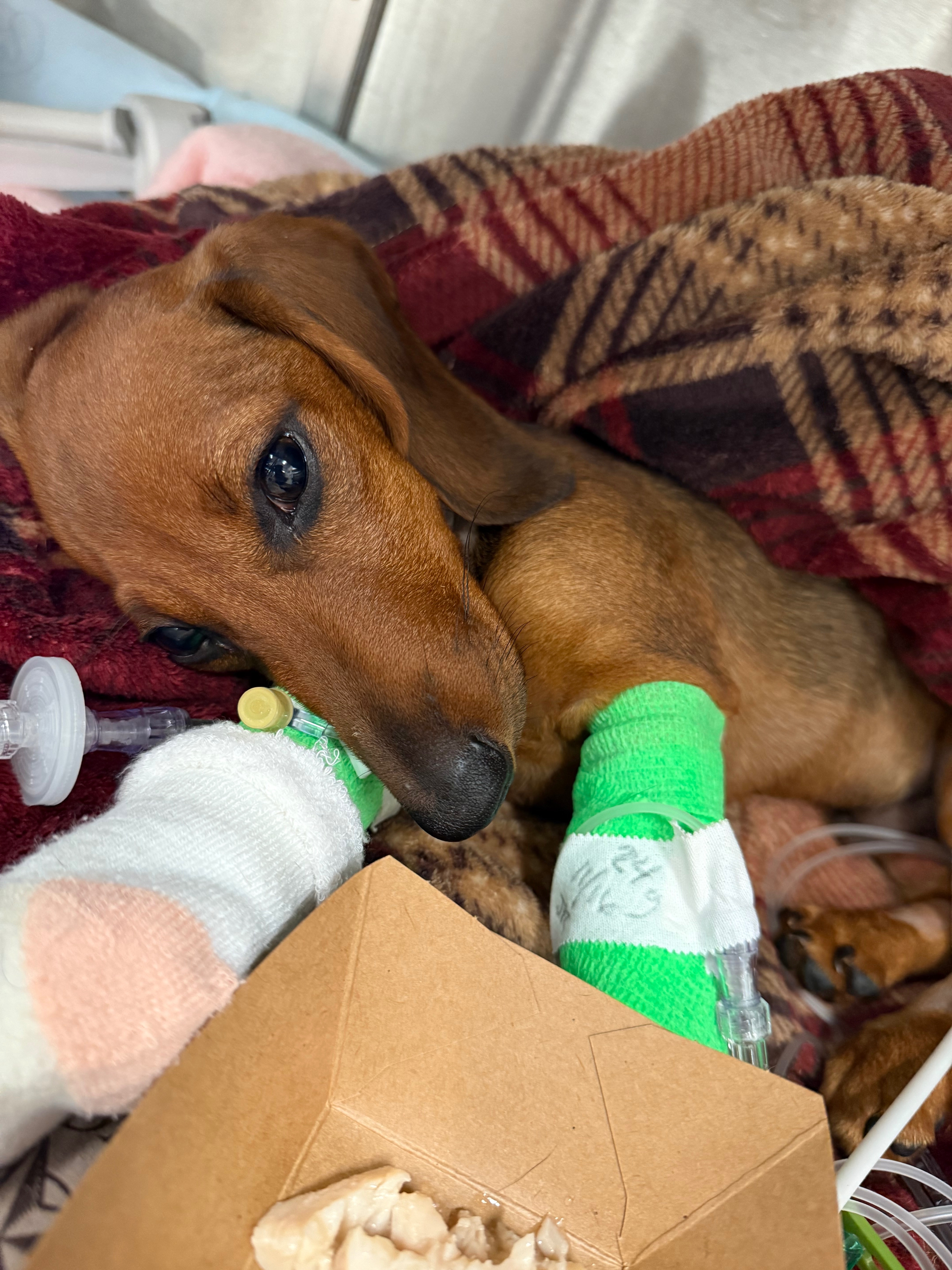 Donate to Save Louie: Urgent Medical Help campaign photo, 2 of 5