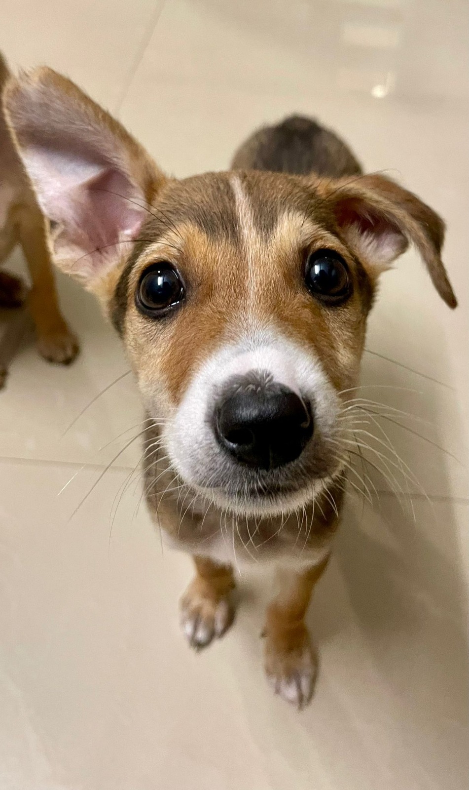 Help Give Three Street Puppies a Second Chance  campaign photo, 5 of 6