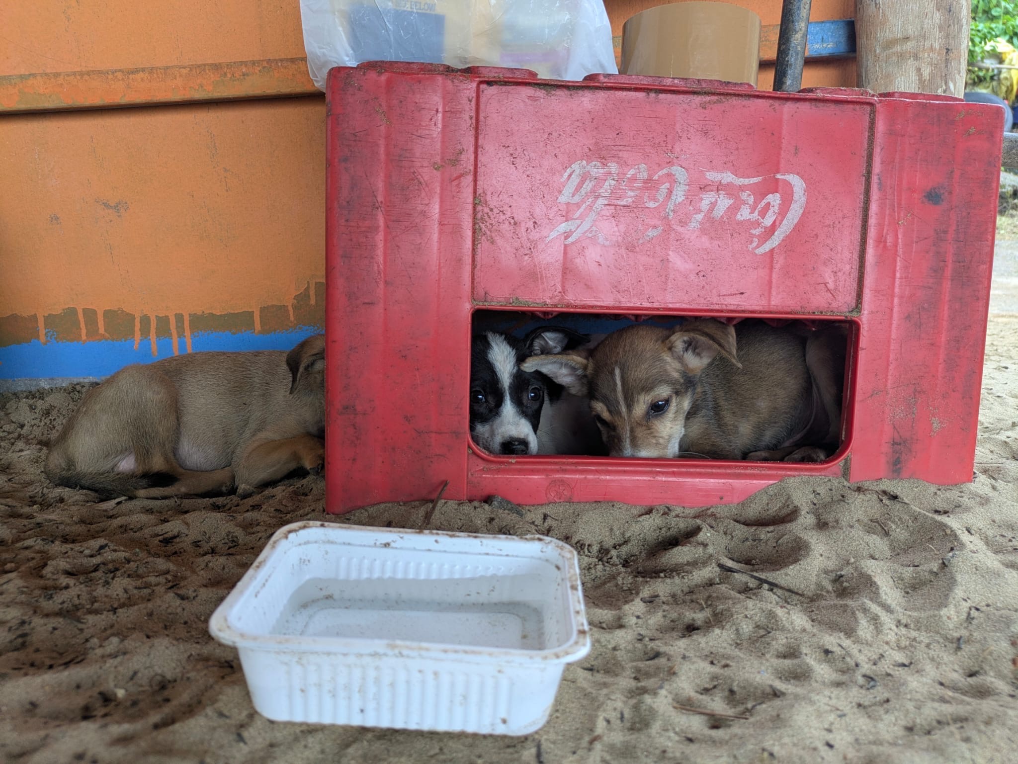Help Give Three Street Puppies a Second Chance  campaign photo, 2 of 6