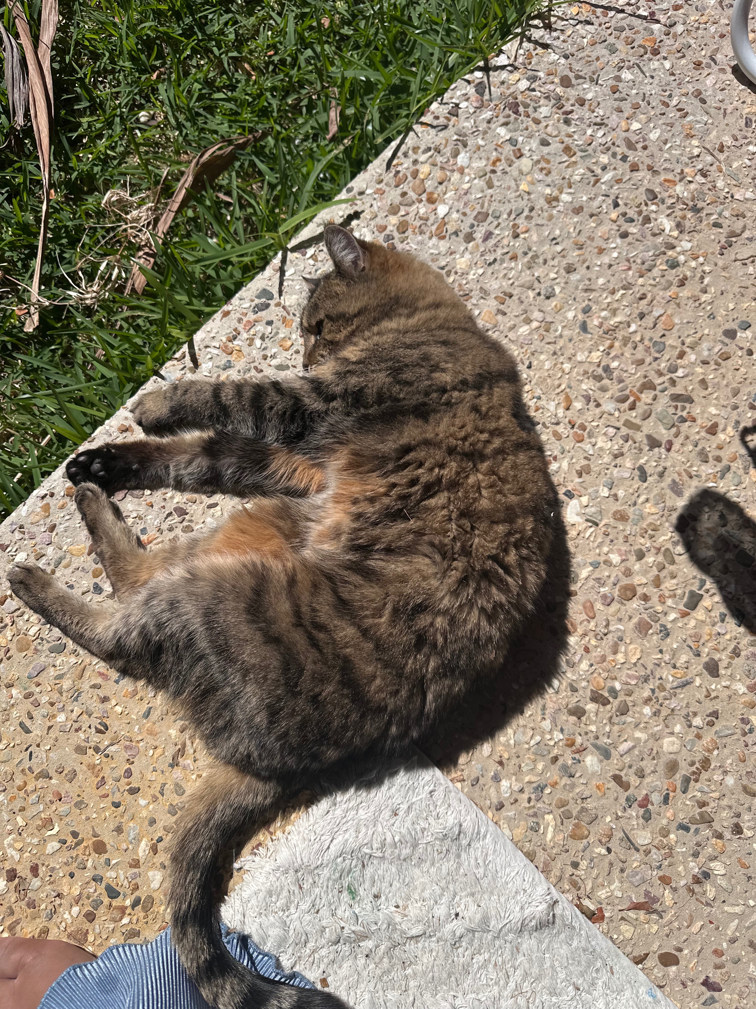 Help Me Save My Cat’s Paw campaign photo, 2 of 4