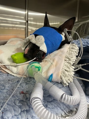 Help save Lexi ( WE LOST OUR LITTLE GIRL) campaign photo, 4 of 4