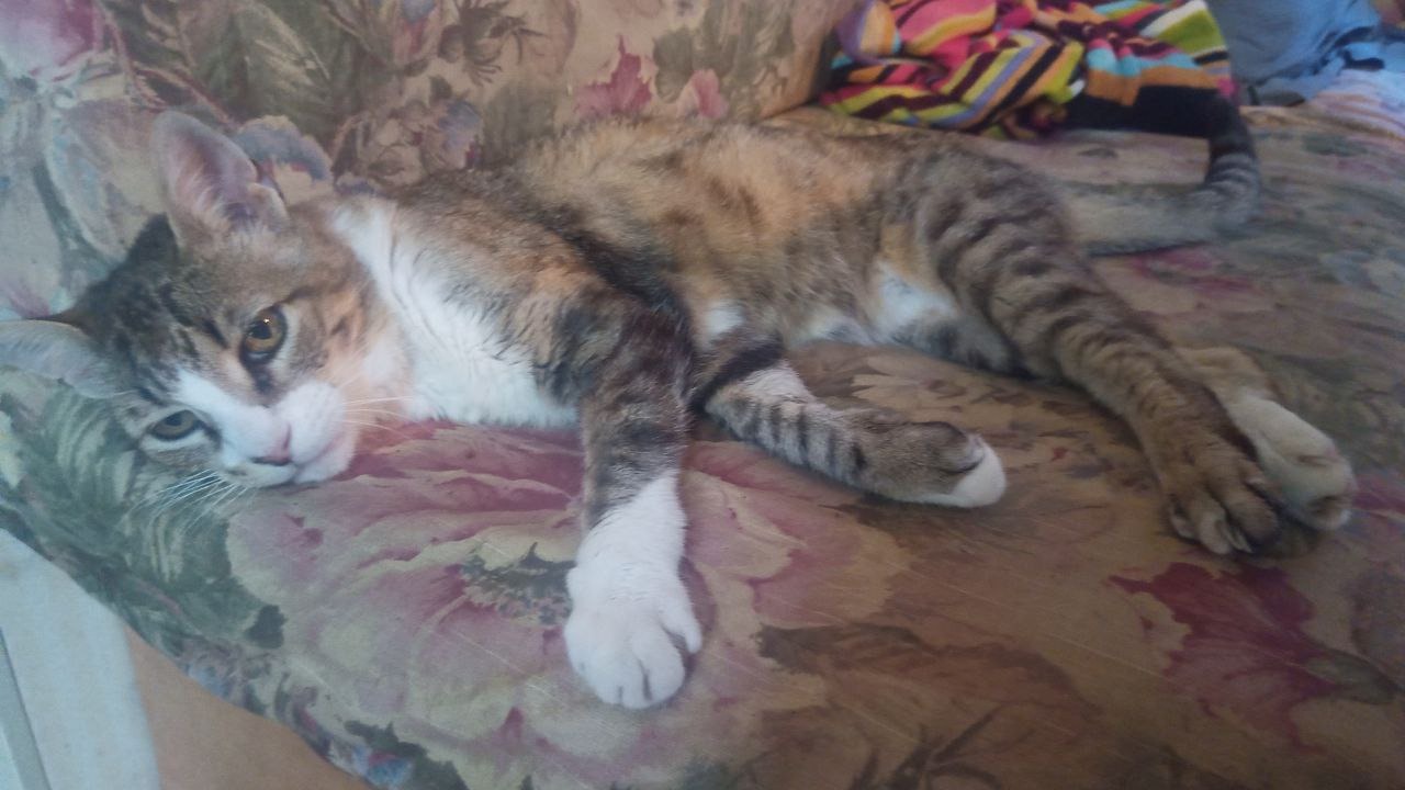 Help Me Secure Luna's Medication campaign photo, 2 of 6