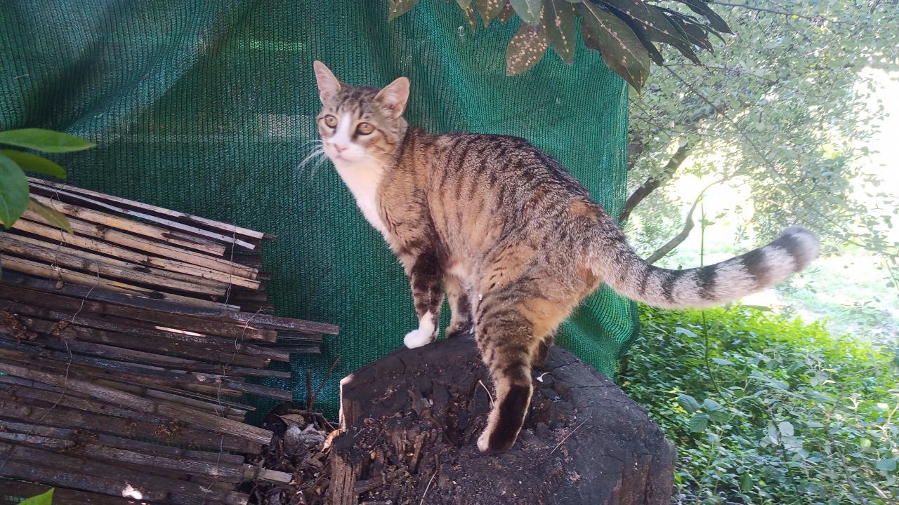 Help Me Secure Luna's Medication campaign photo, 5 of 6