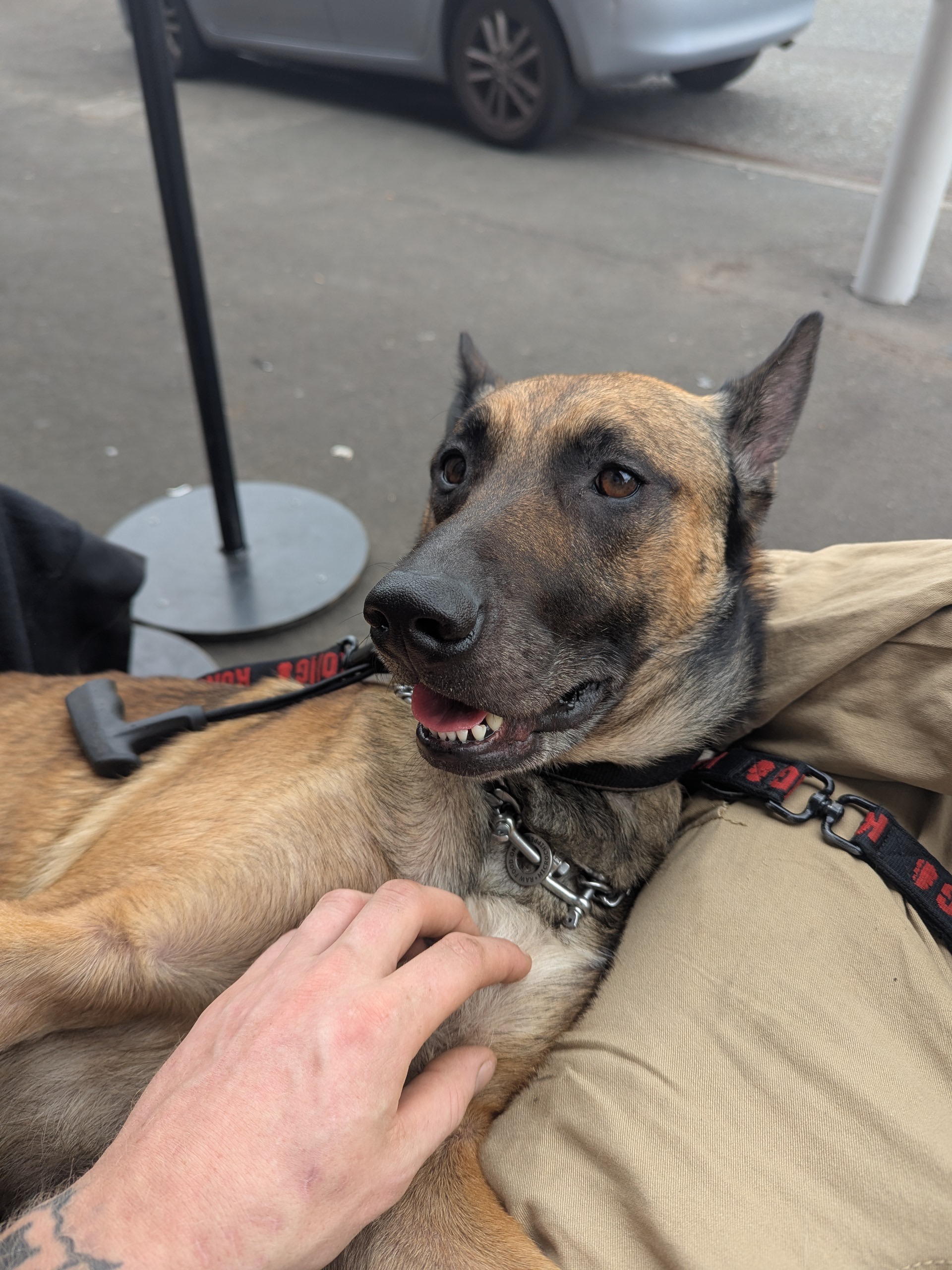 Duke needs a new tooth campaign photo, 2 of 5