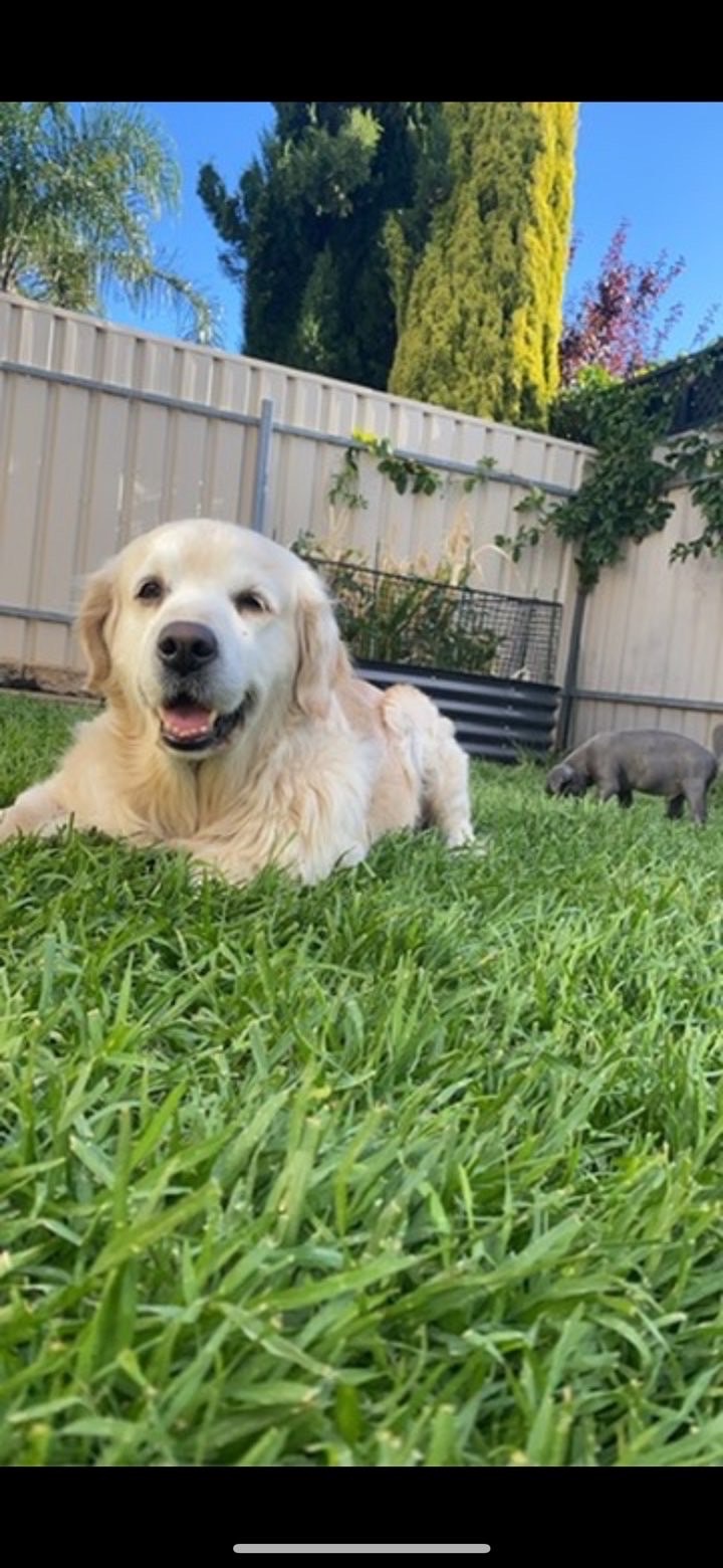 Help Peppa beat doggy breast cancer campaign photo, 6 of 8