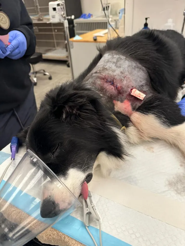 Help Ellie Grace Recover from Pitbull Attack campaign photo, 2 of 4