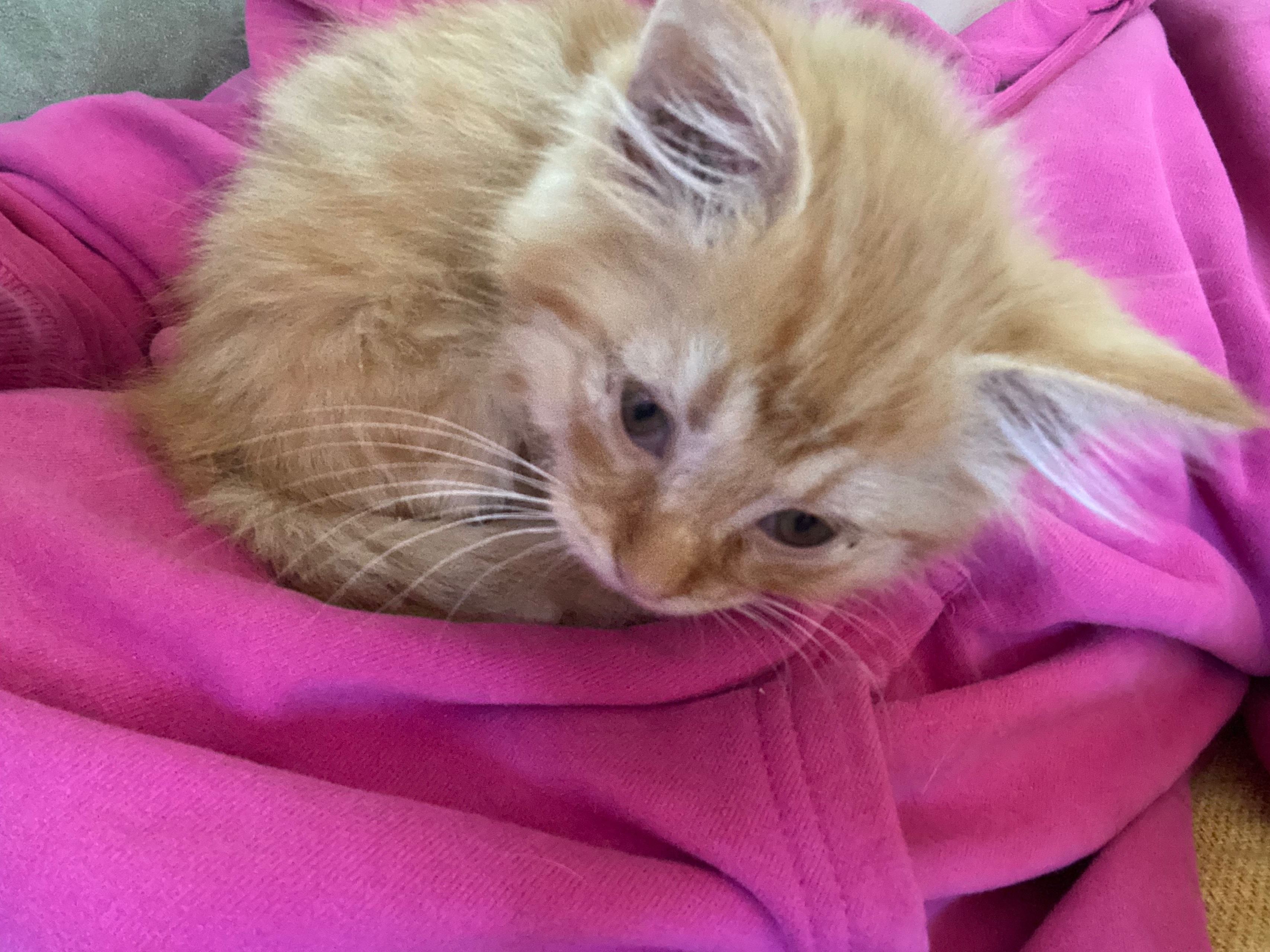 Help support Scampi’s road to recovery campaign photo, 2 of 8