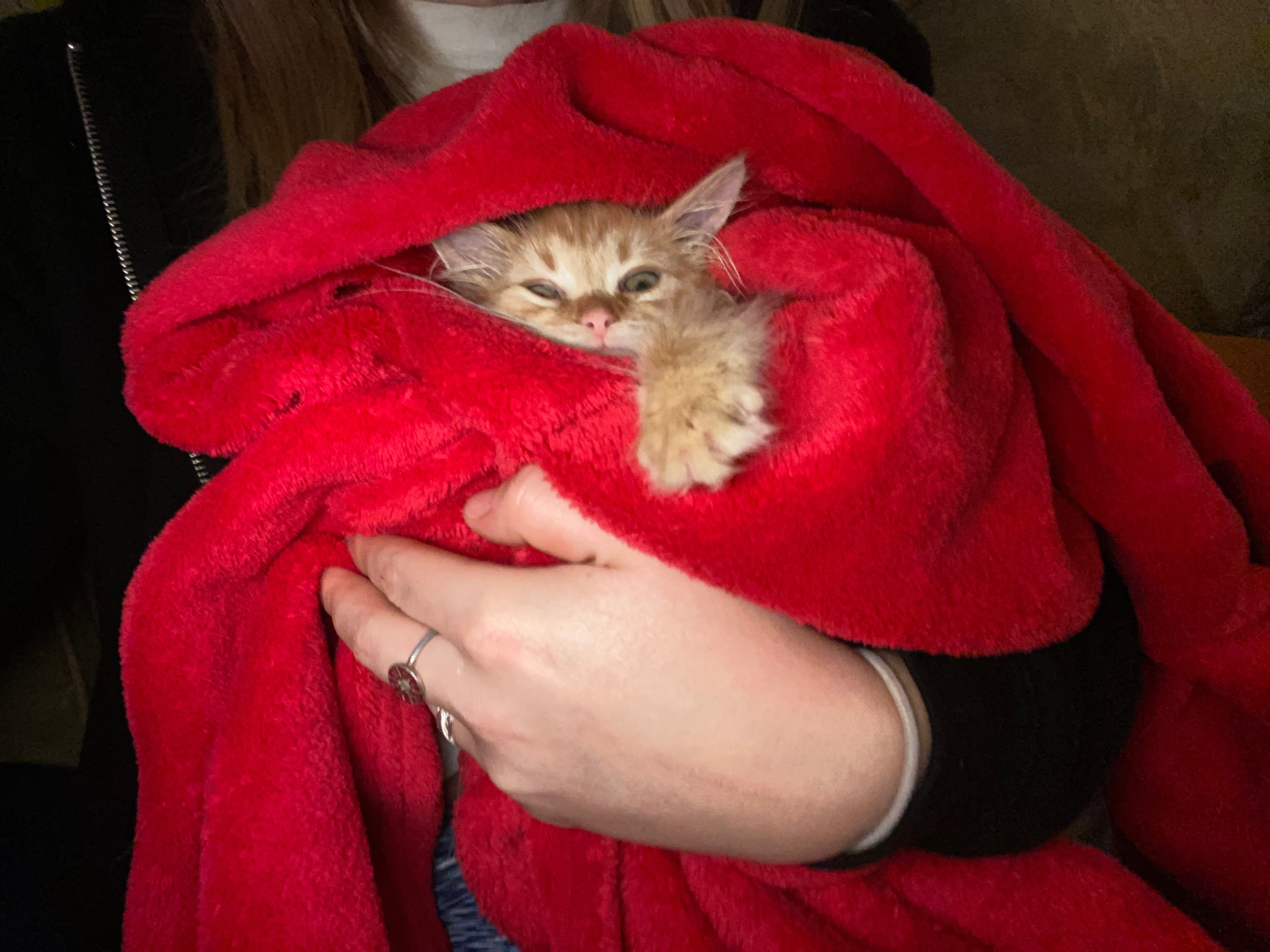 Help support Scampi’s road to recovery campaign photo, 4 of 8