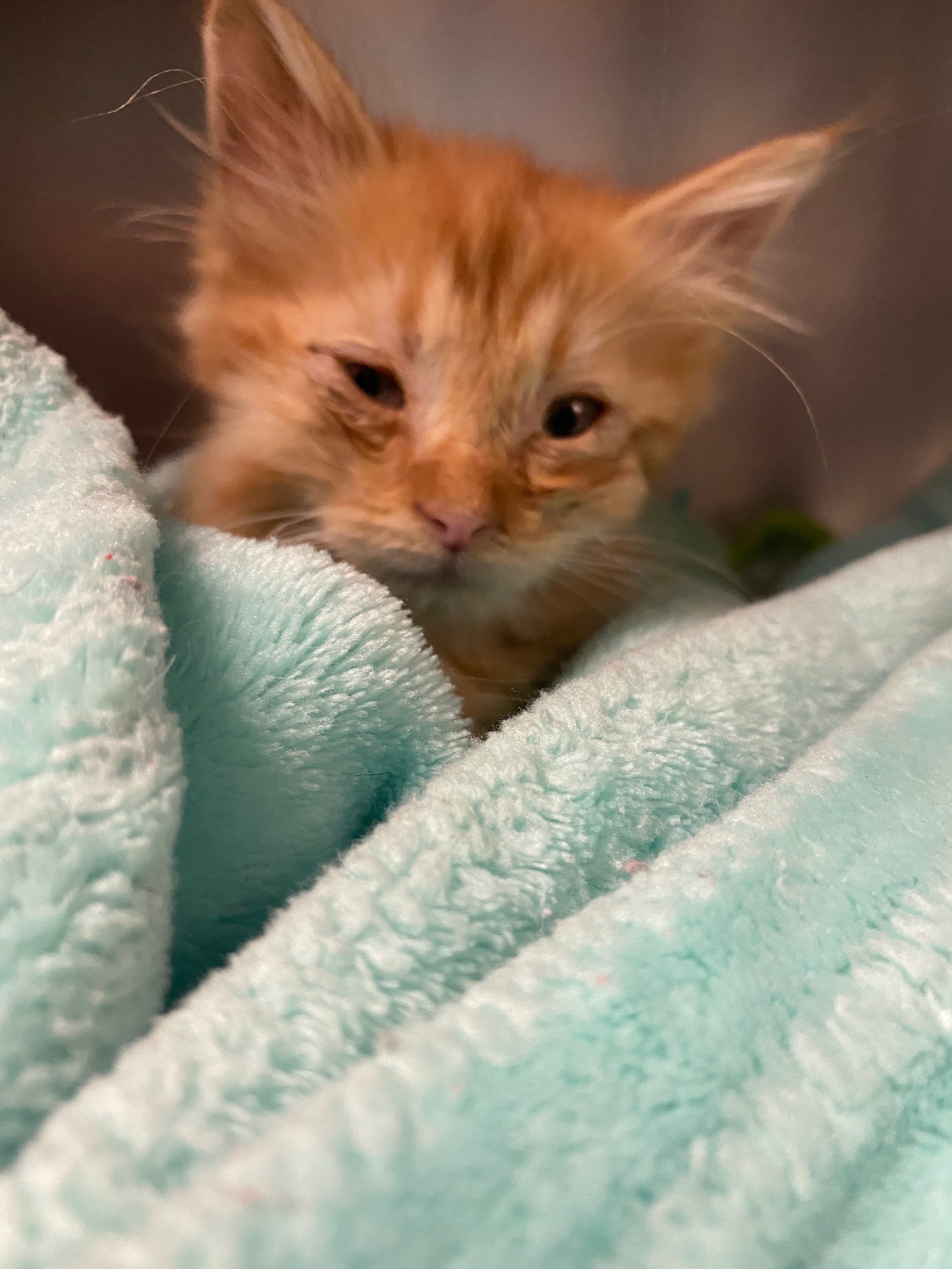 Help support Scampi’s road to recovery campaign photo, 5 of 8