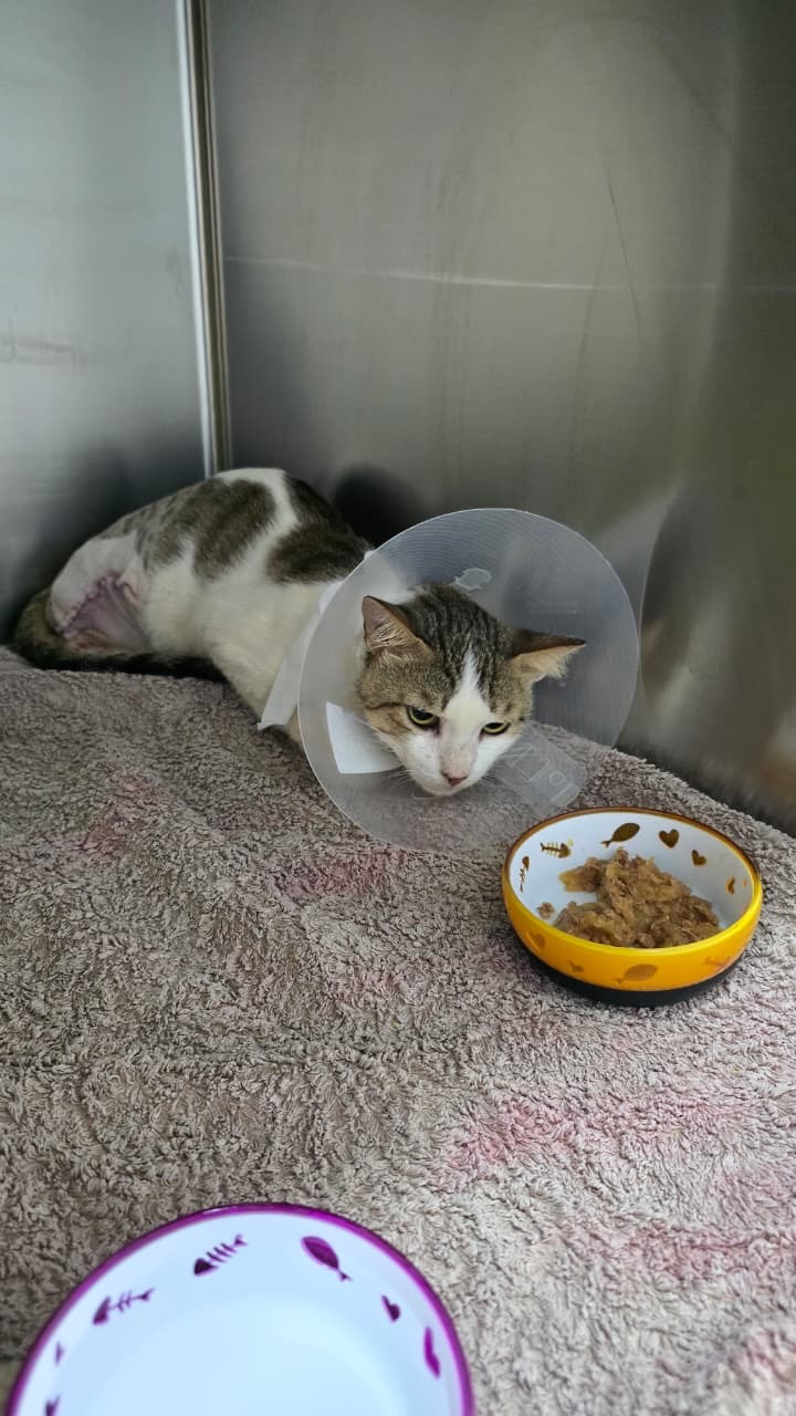 Barry needs help to heal and has a long journey ahead of him campaign photo, 4 of 8