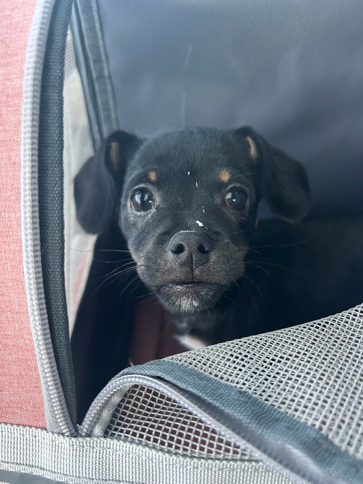 Help Sara's Dog Nala Get Urgent Vet Care campaign photo, 2 of 6