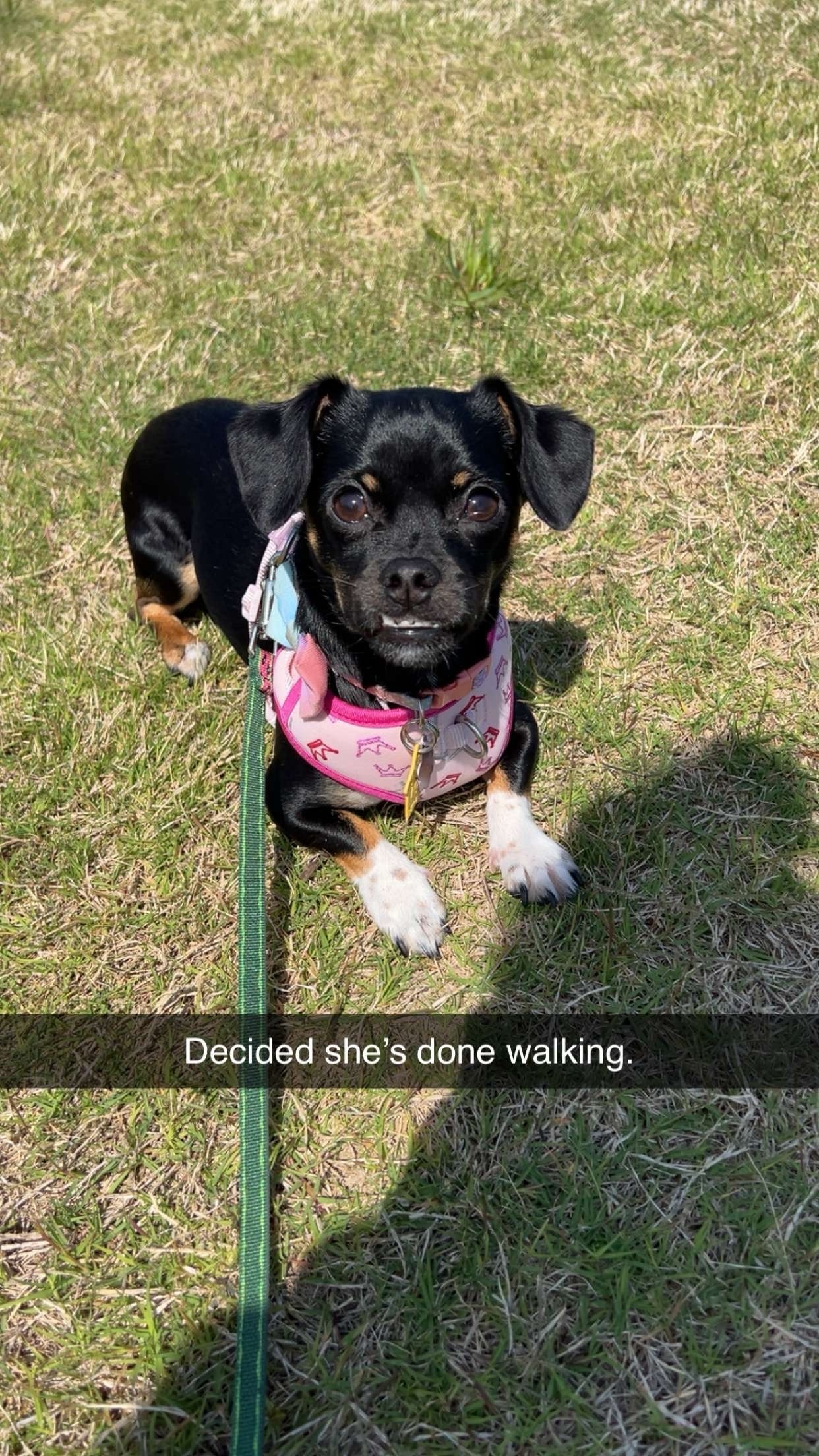 Help Sara's Dog Nala Get Urgent Vet Care campaign photo, 4 of 6