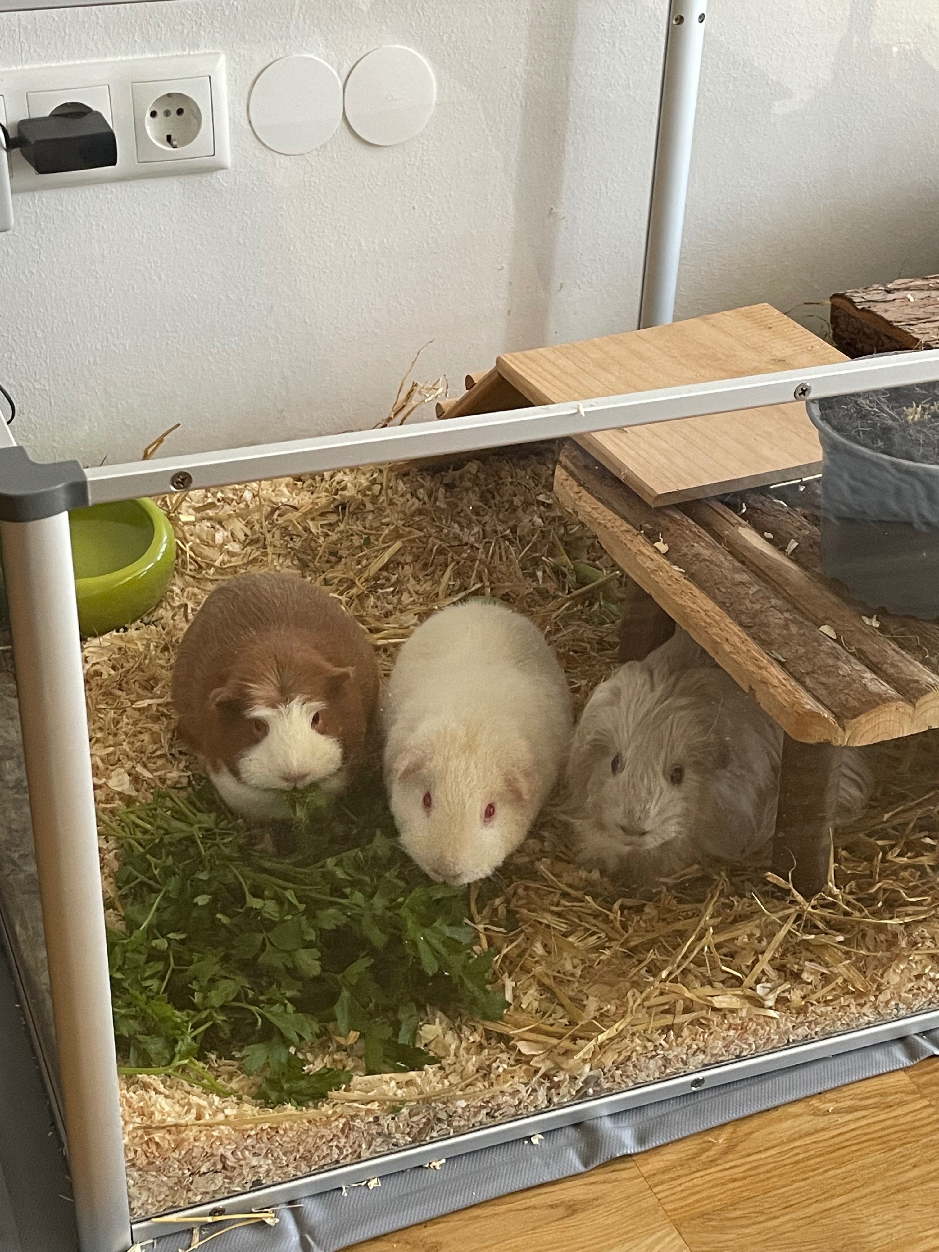 Zahnkorrektur Meerschweinchen campaign photo, 2 of 5