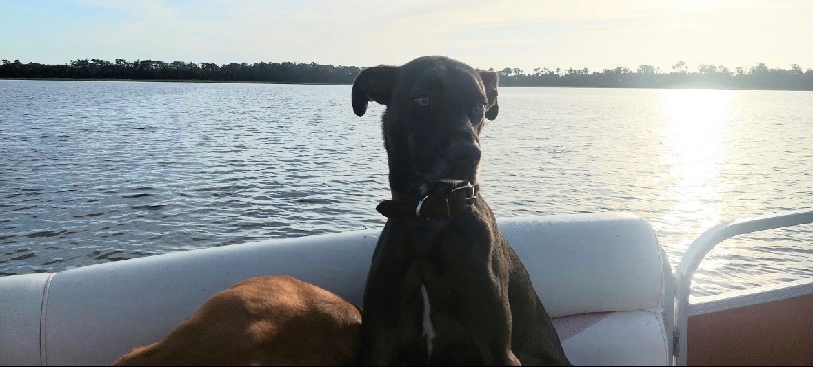 Help Cooper Walk Again: Support His Surgery campaign photo, 2 of 8