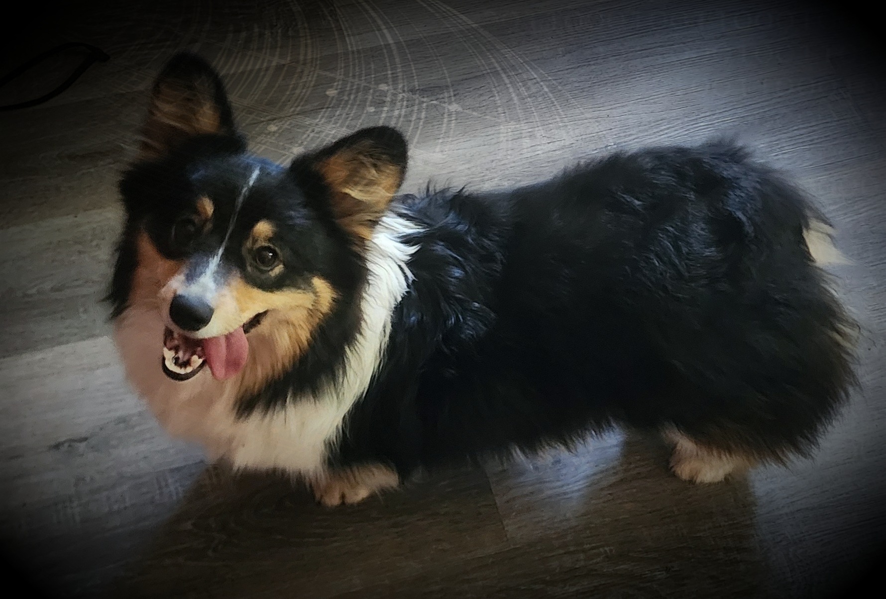 Help Bugboo Get Life-Saving Surgery campaign photo, 7 of 8