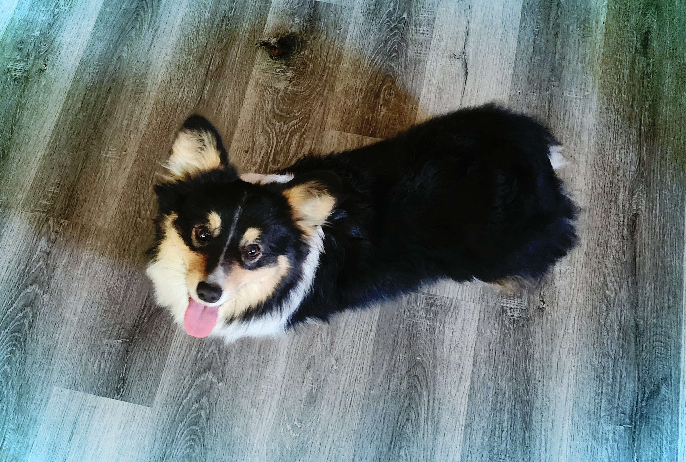 Help Bugboo Get Life-Saving Surgery campaign photo, 2 of 8