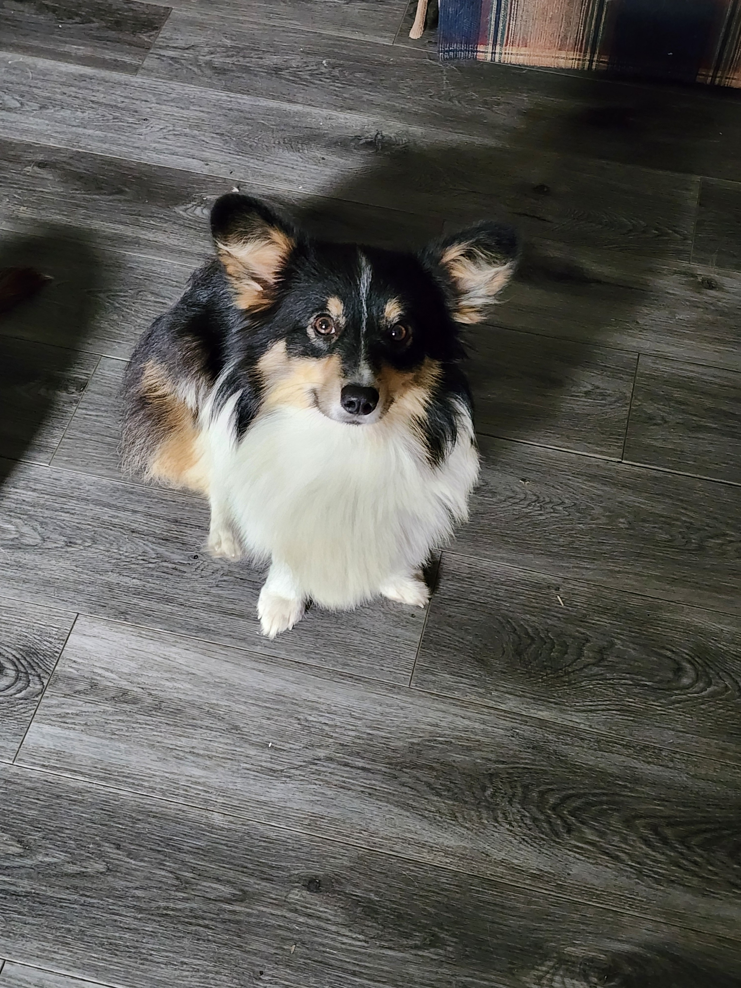 Help Bugboo Get Life-Saving Surgery campaign photo, 4 of 8