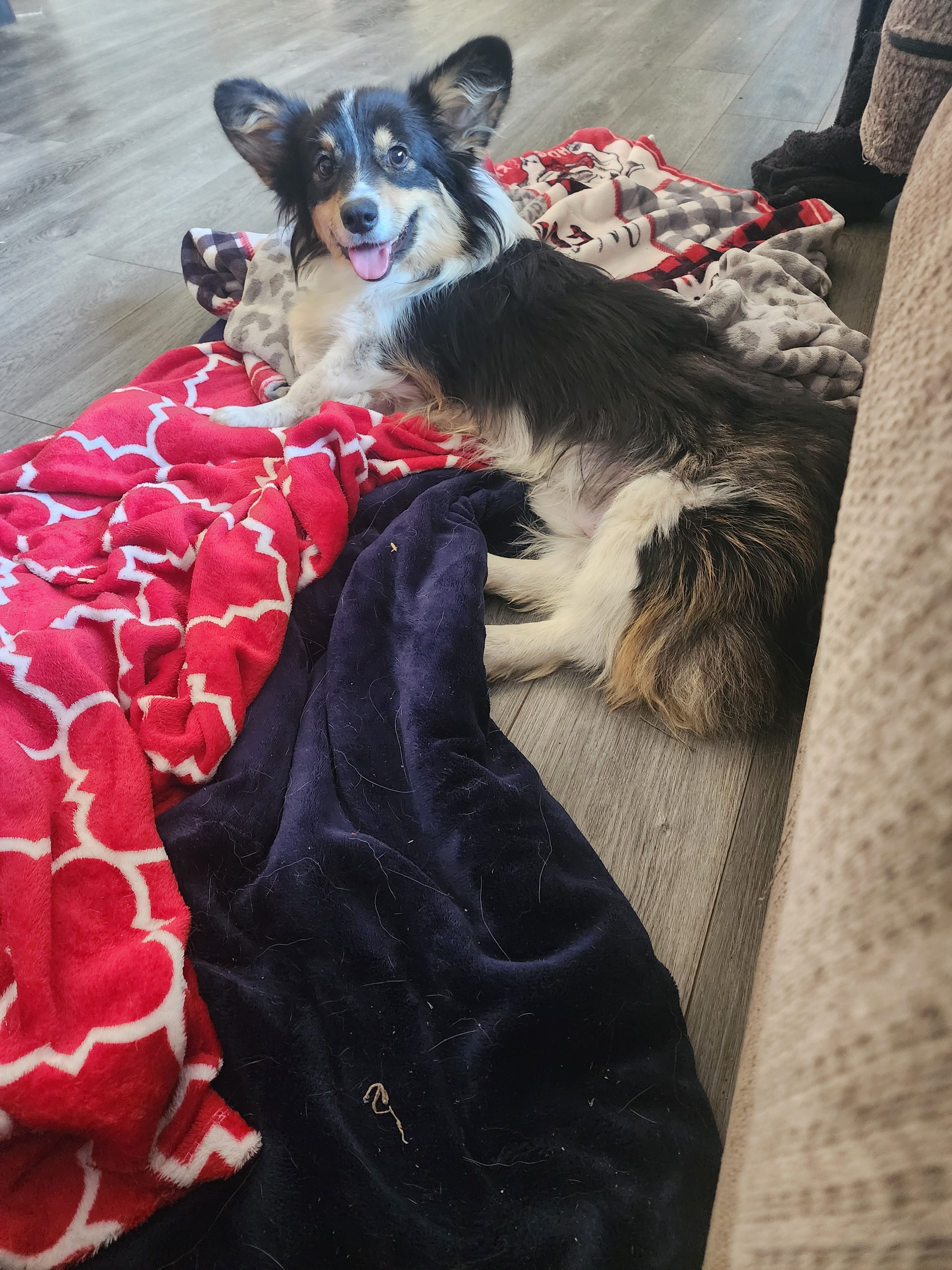 Help Bugboo Get Life-Saving Surgery campaign photo, 6 of 8