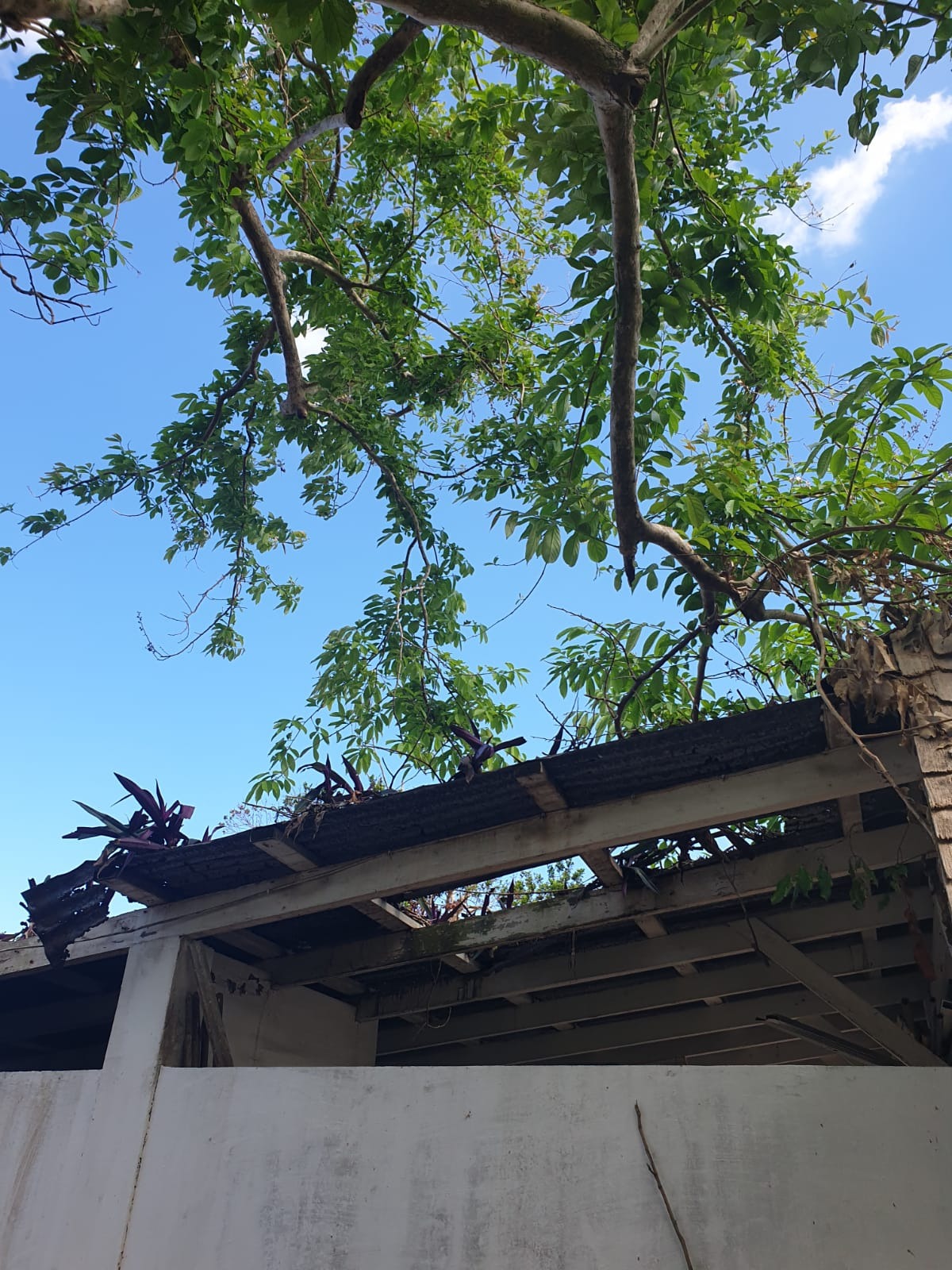 Help Angella Save Her Home After Hurricane Melissa campaign photo, 4 of 6