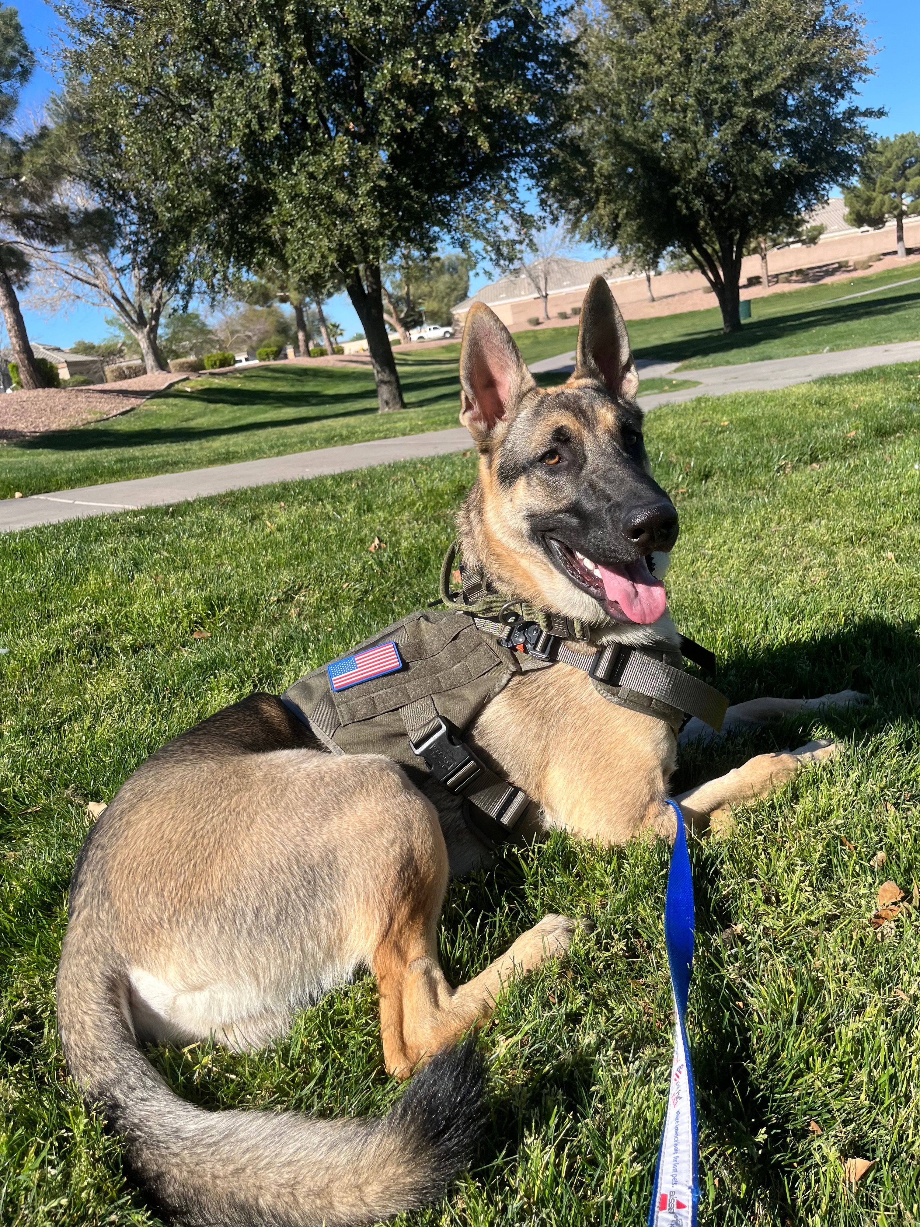 $7000 Surgery for my German Shepherd campaign photo, 6 of 7