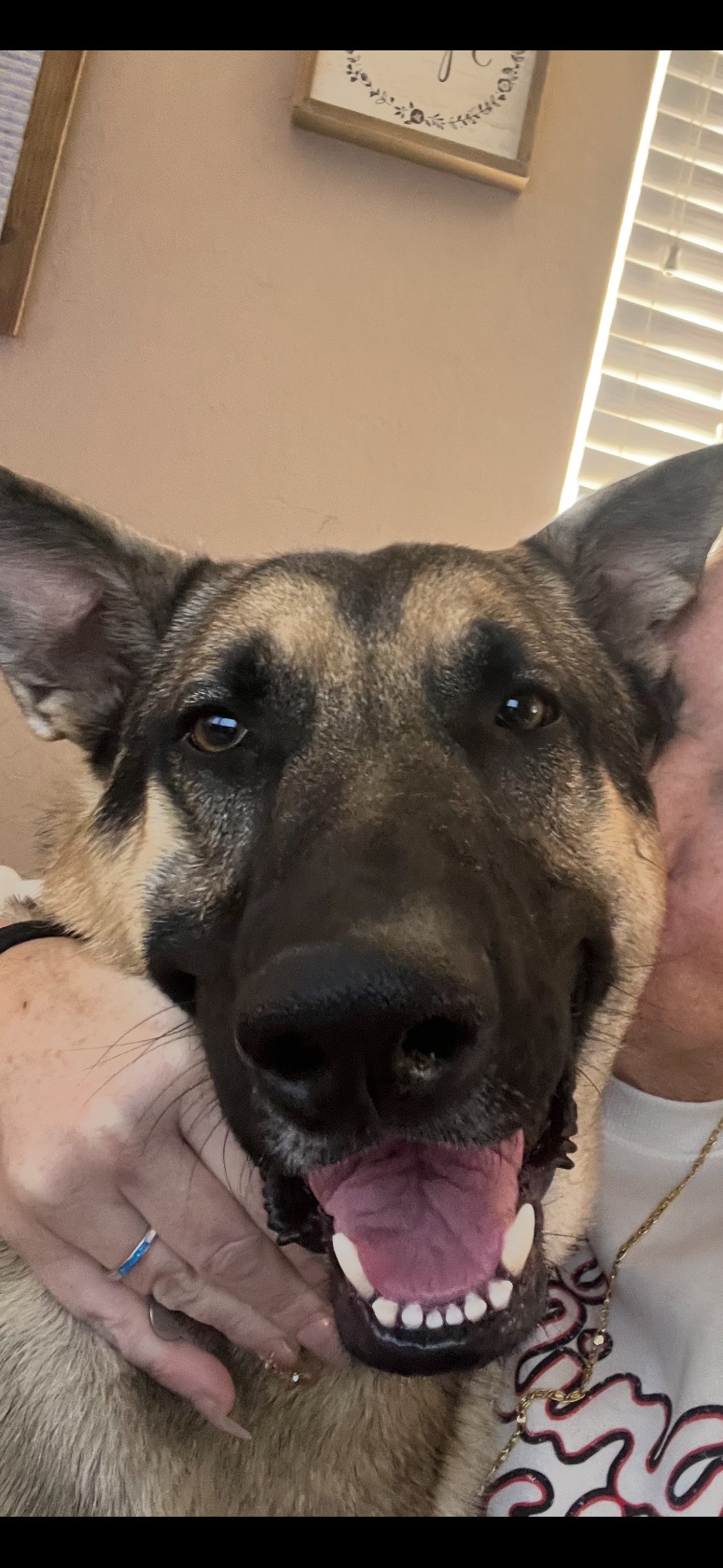 $7000 Surgery for my German Shepherd campaign photo, 2 of 7