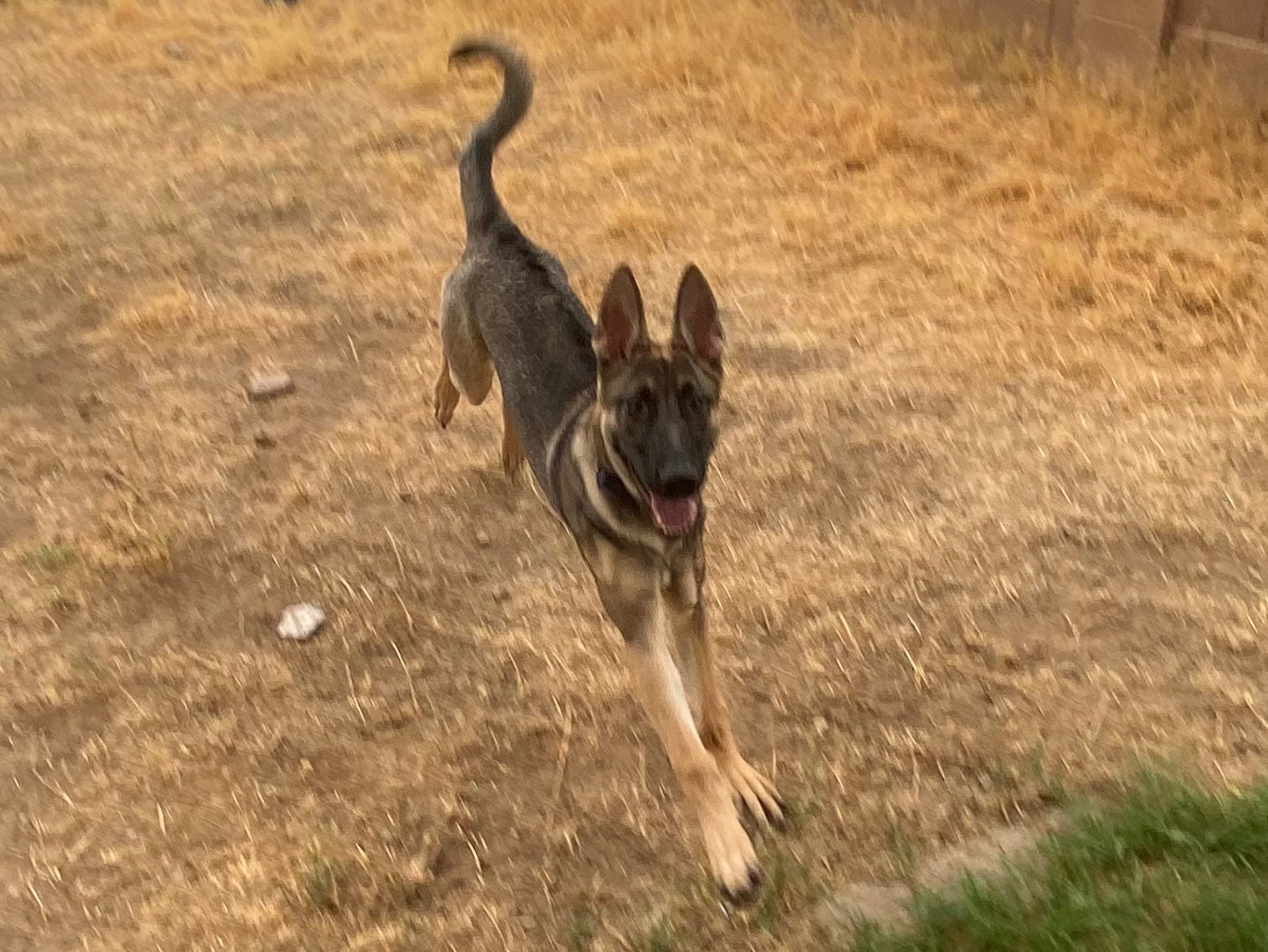 $7000 Surgery for my German Shepherd campaign photo, 4 of 7