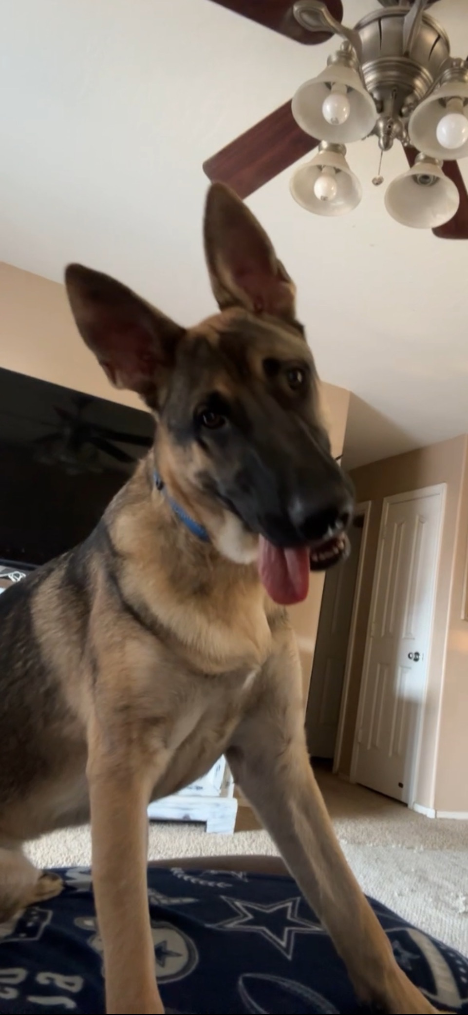 $7000 Surgery for my German Shepherd campaign photo, 5 of 7