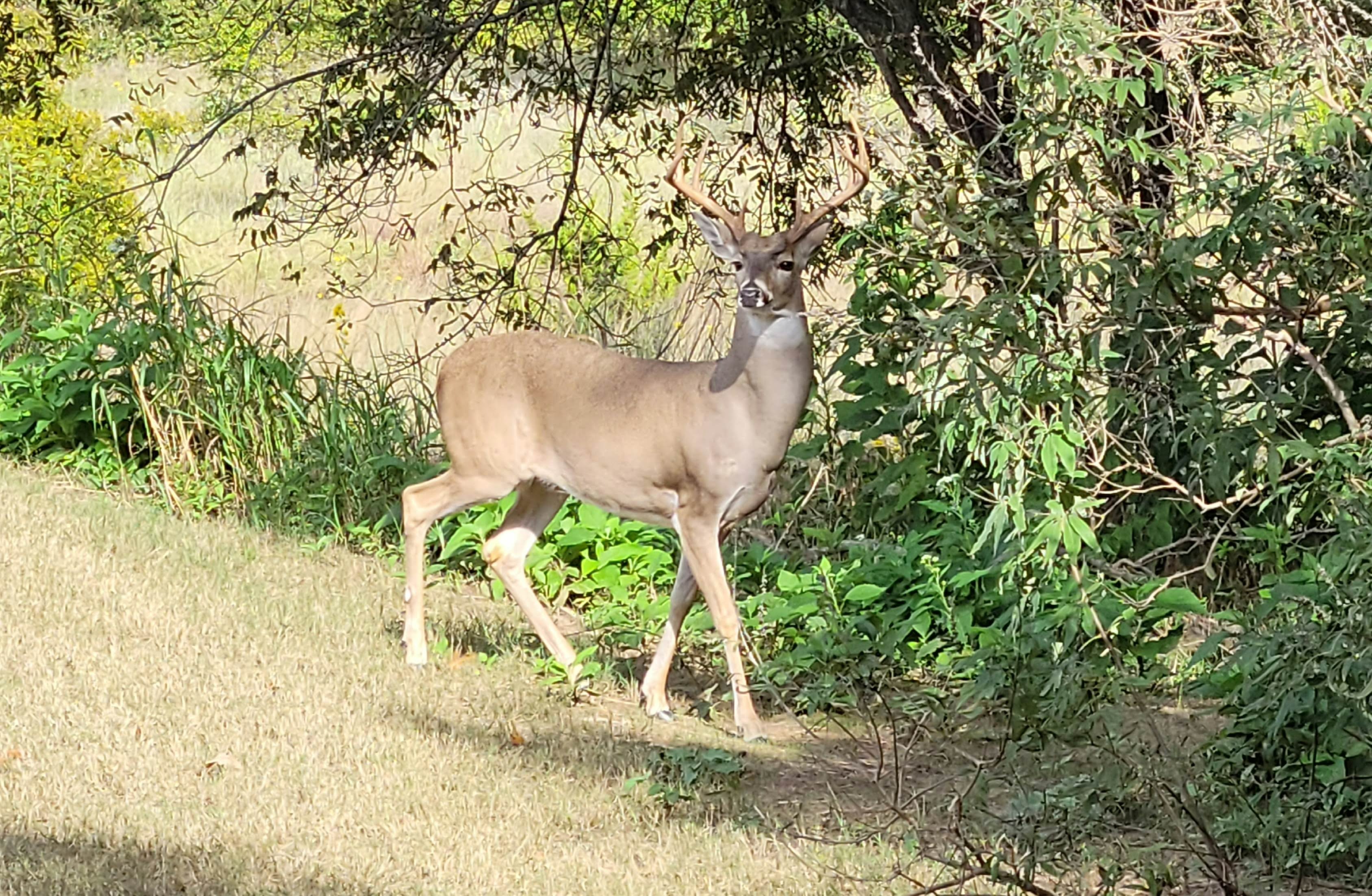 Support Legal Efforts to Save Sun City Deer campaign photo, 4 of 5