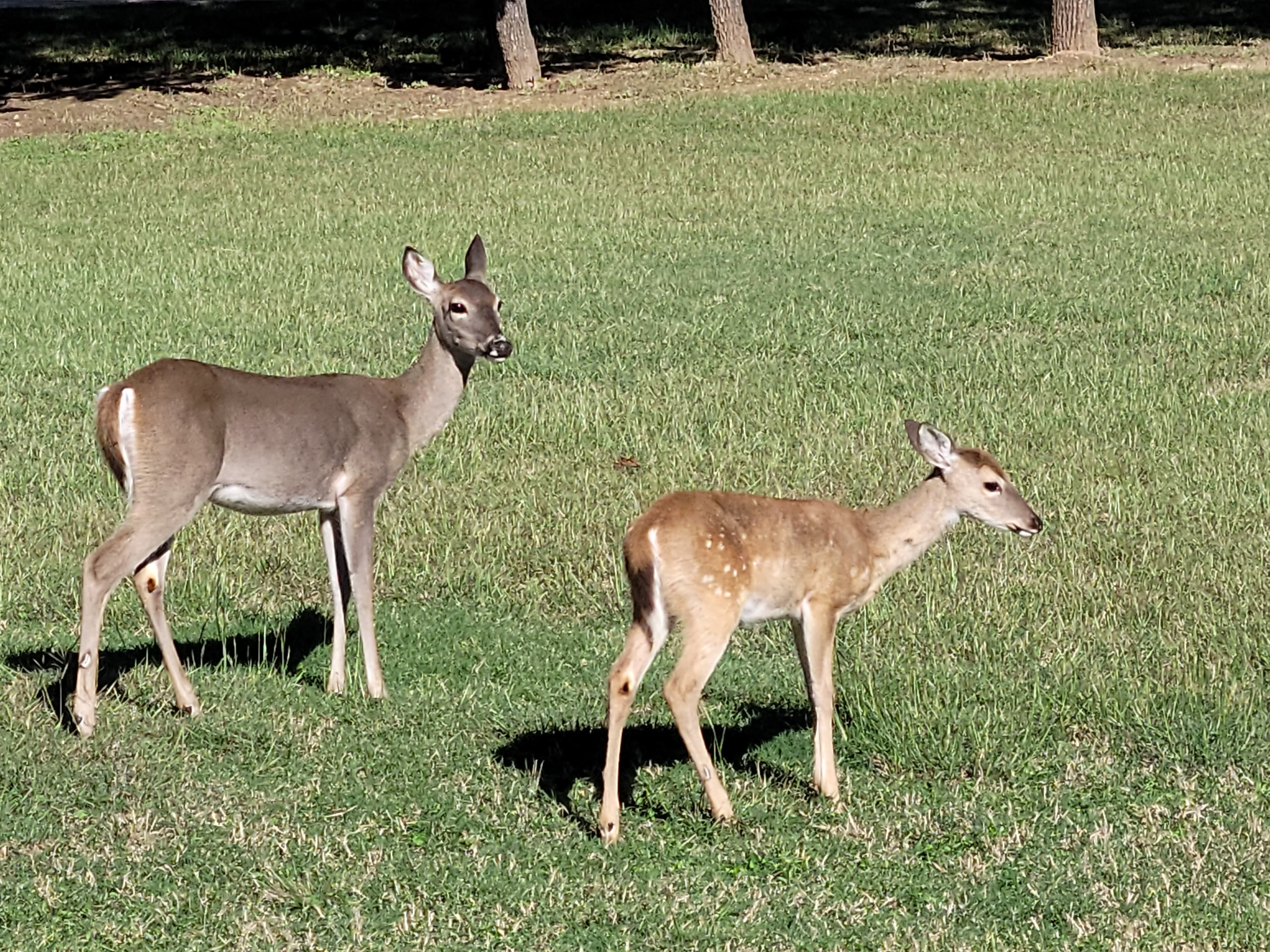 Support Legal Efforts to Save Sun City Deer campaign photo, 2 of 5