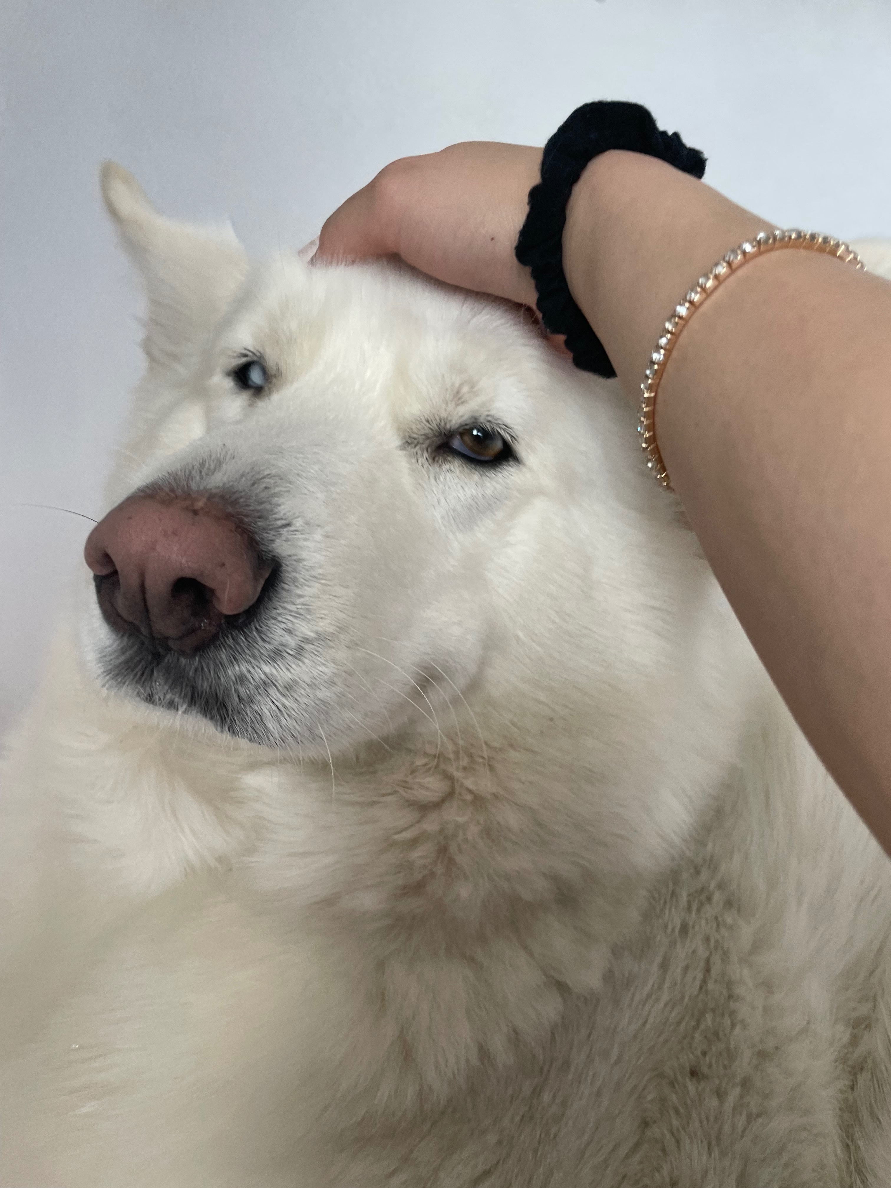 Save Luna from Paralysis: Donate Now campaign photo, 7 of 8
