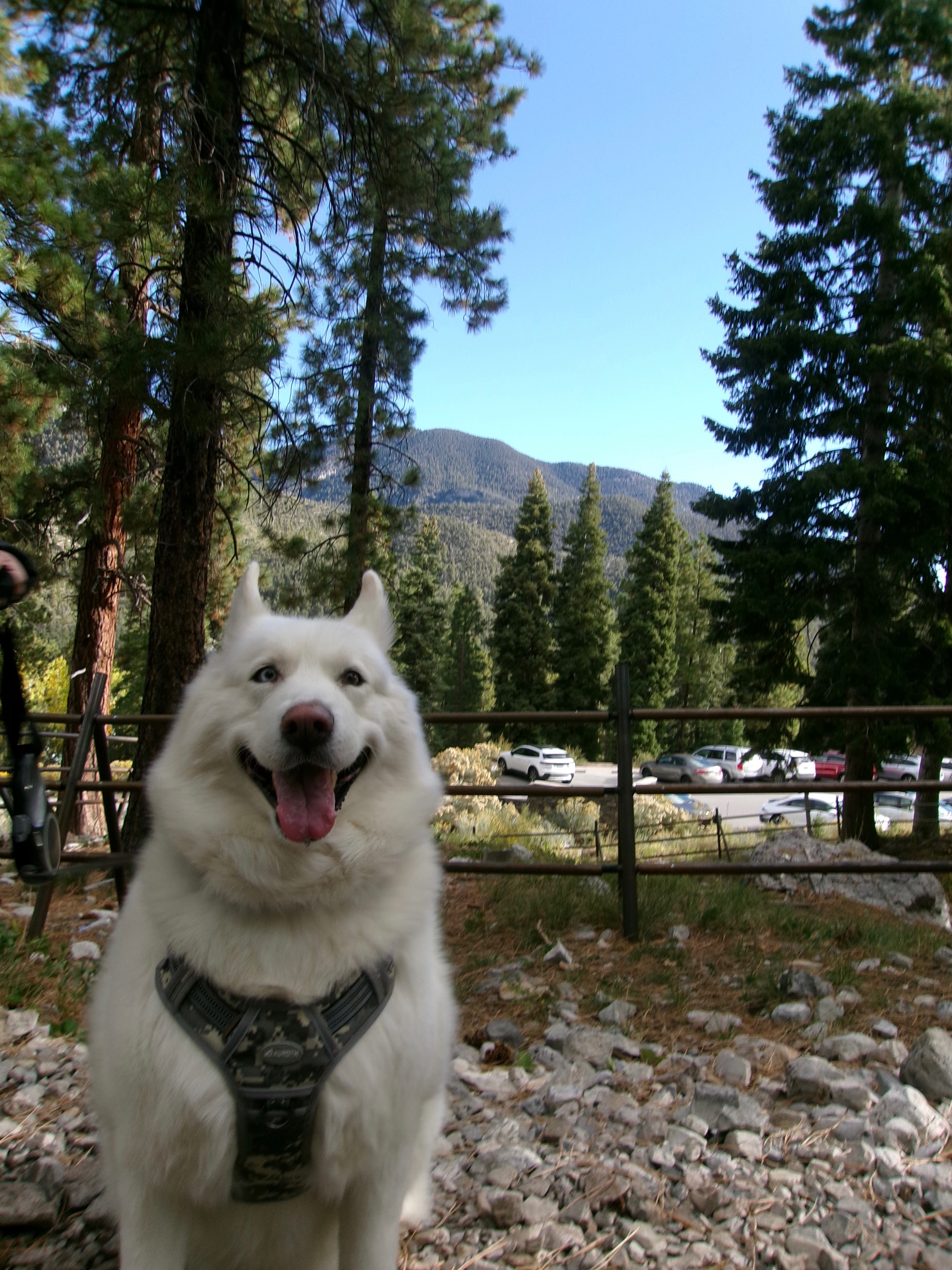 Save Luna from Paralysis: Donate Now campaign photo, 4 of 8